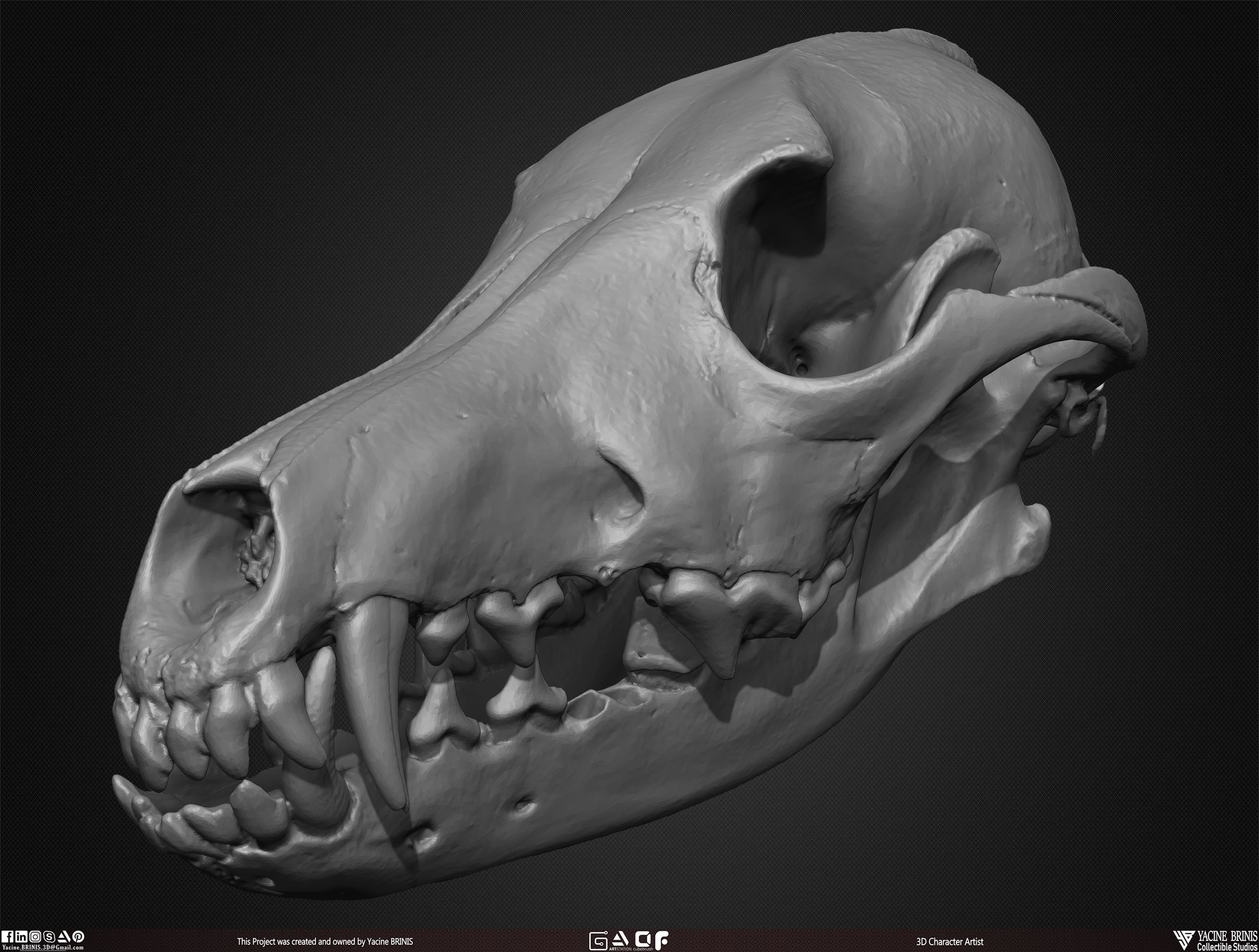 20 Animal Skulls Collection 03 Low-poly 3D model_46
