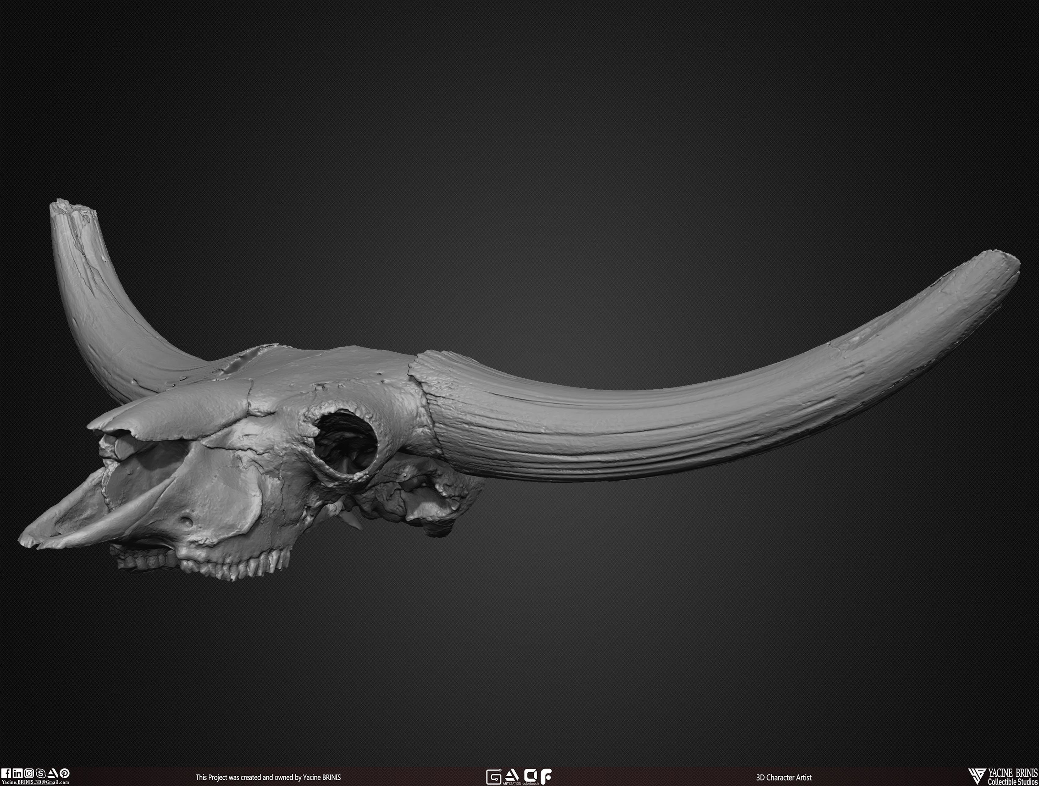 20 Animal Skulls Collection 03 Low-poly 3D model_29