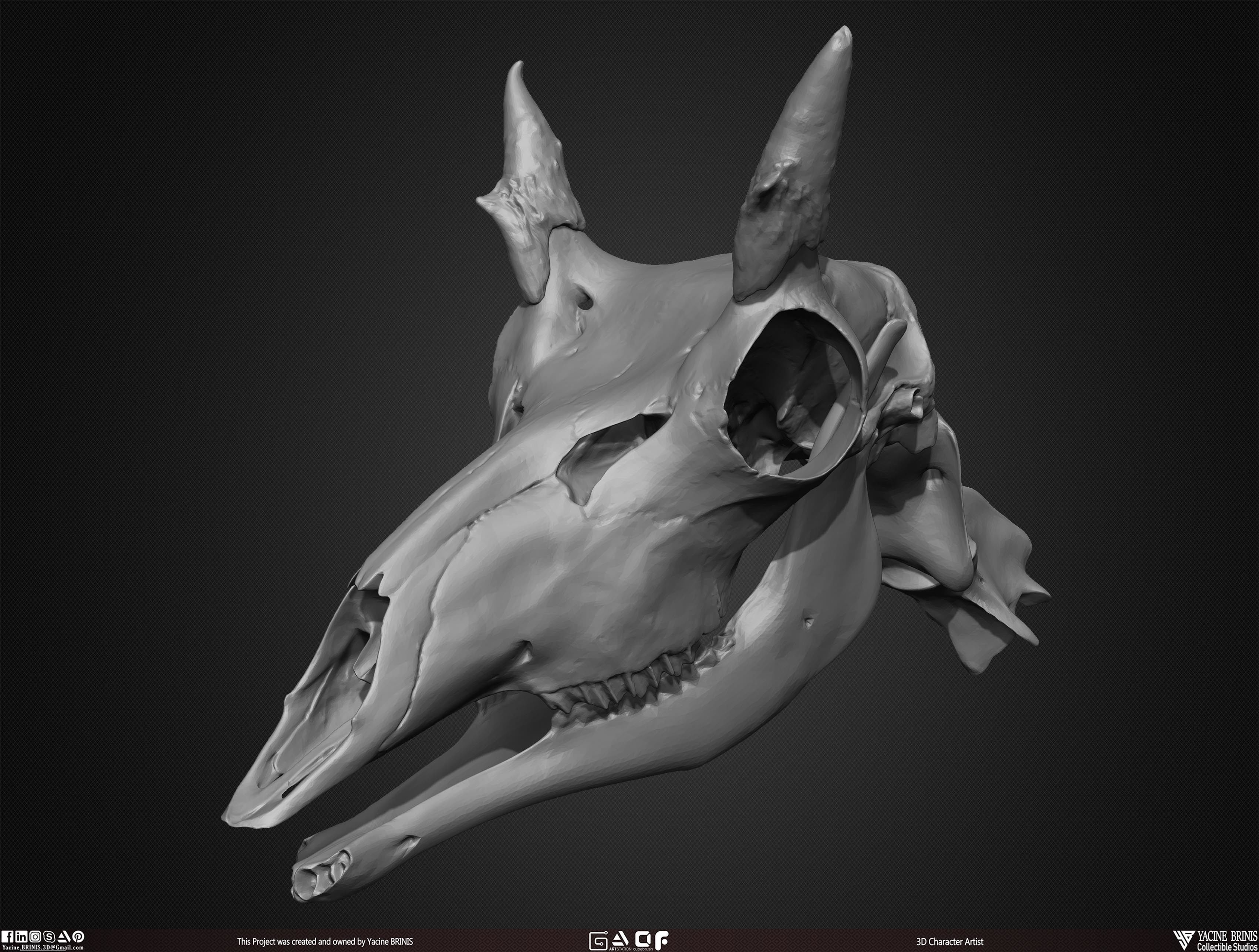 20 Animal Skulls Collection 03 Low-poly 3D model_40