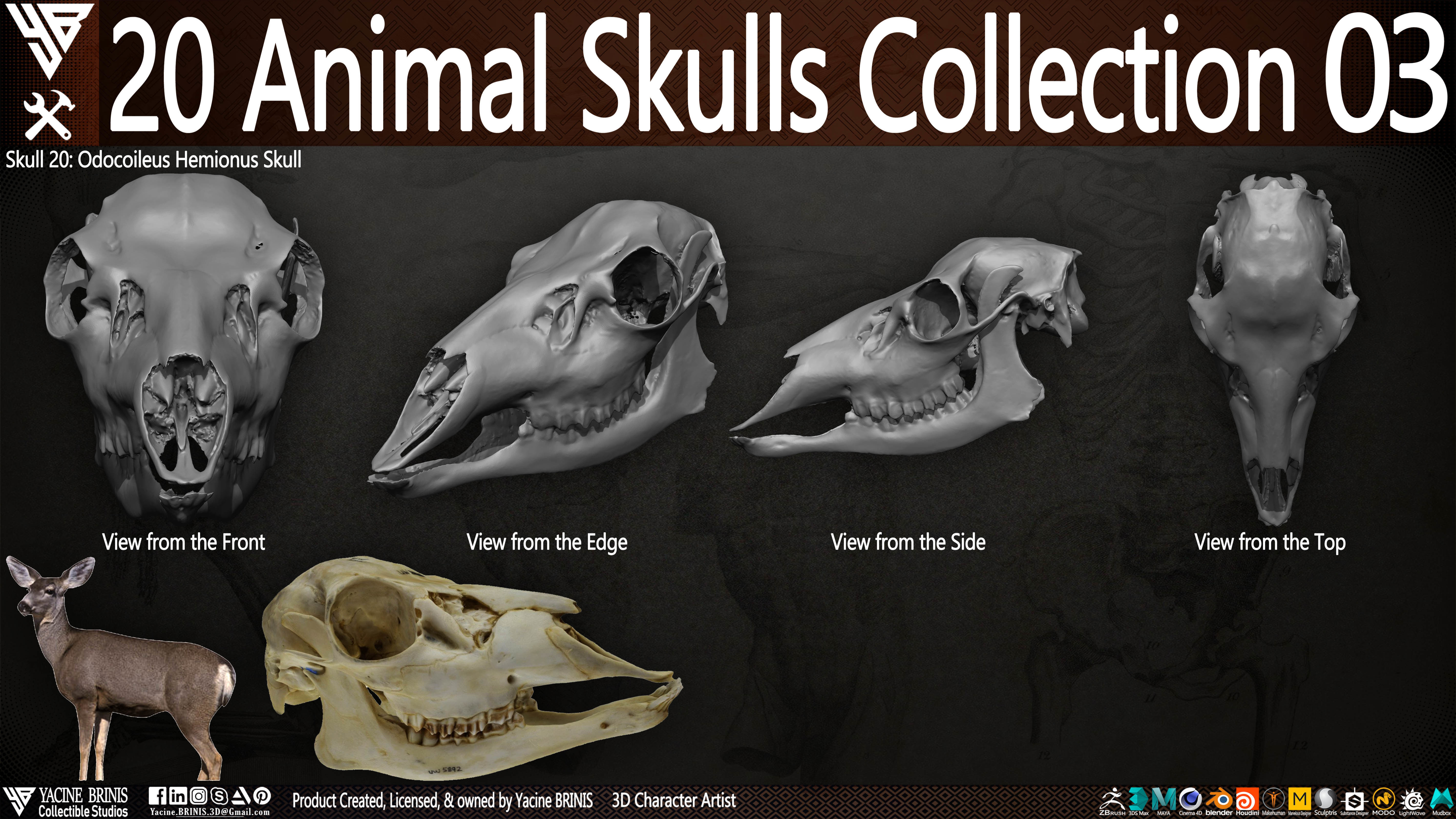 20 Animal Skulls Collection 03 Low-poly 3D model_25