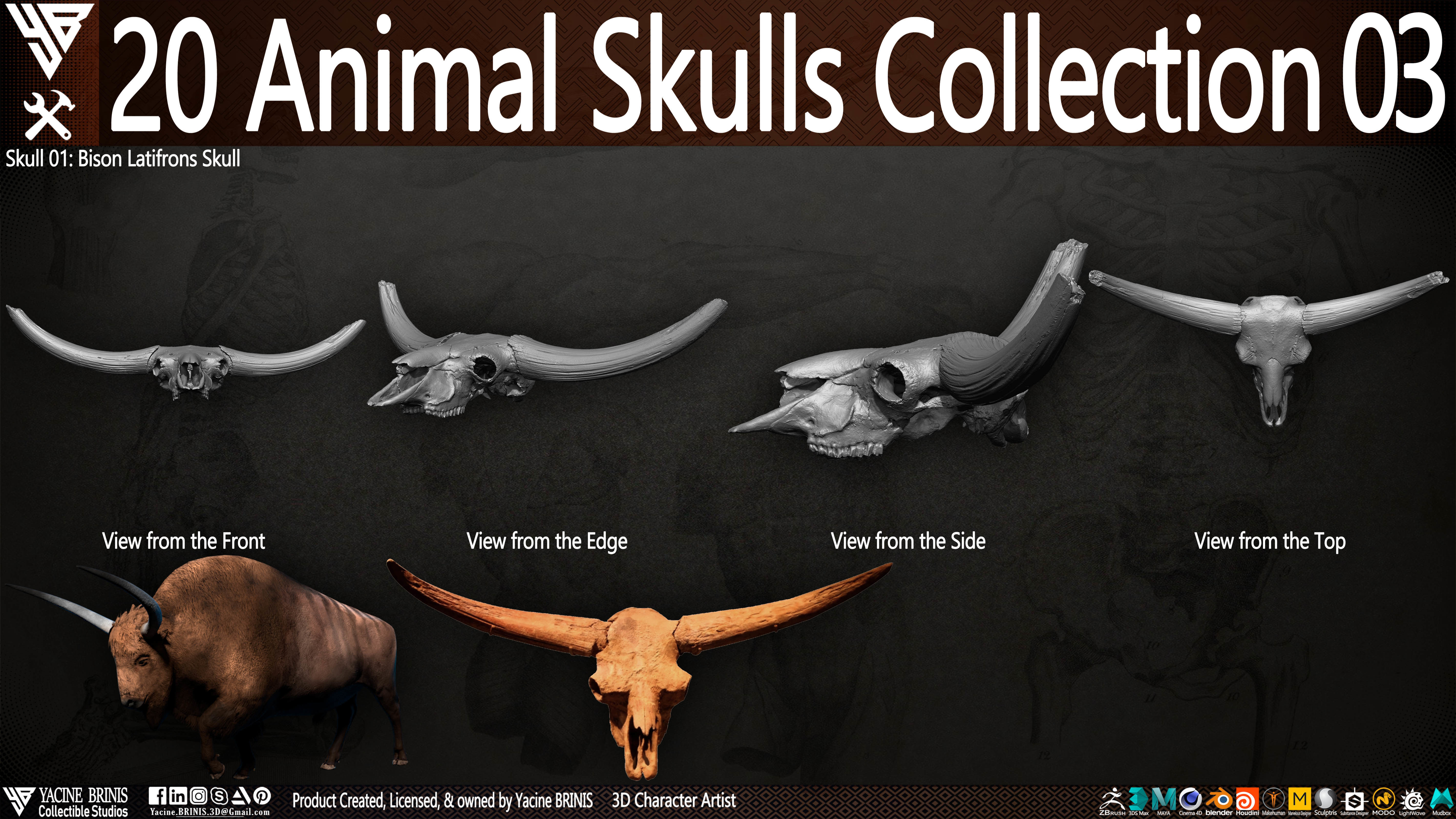 20 Animal Skulls Collection 03 Low-poly 3D model_6