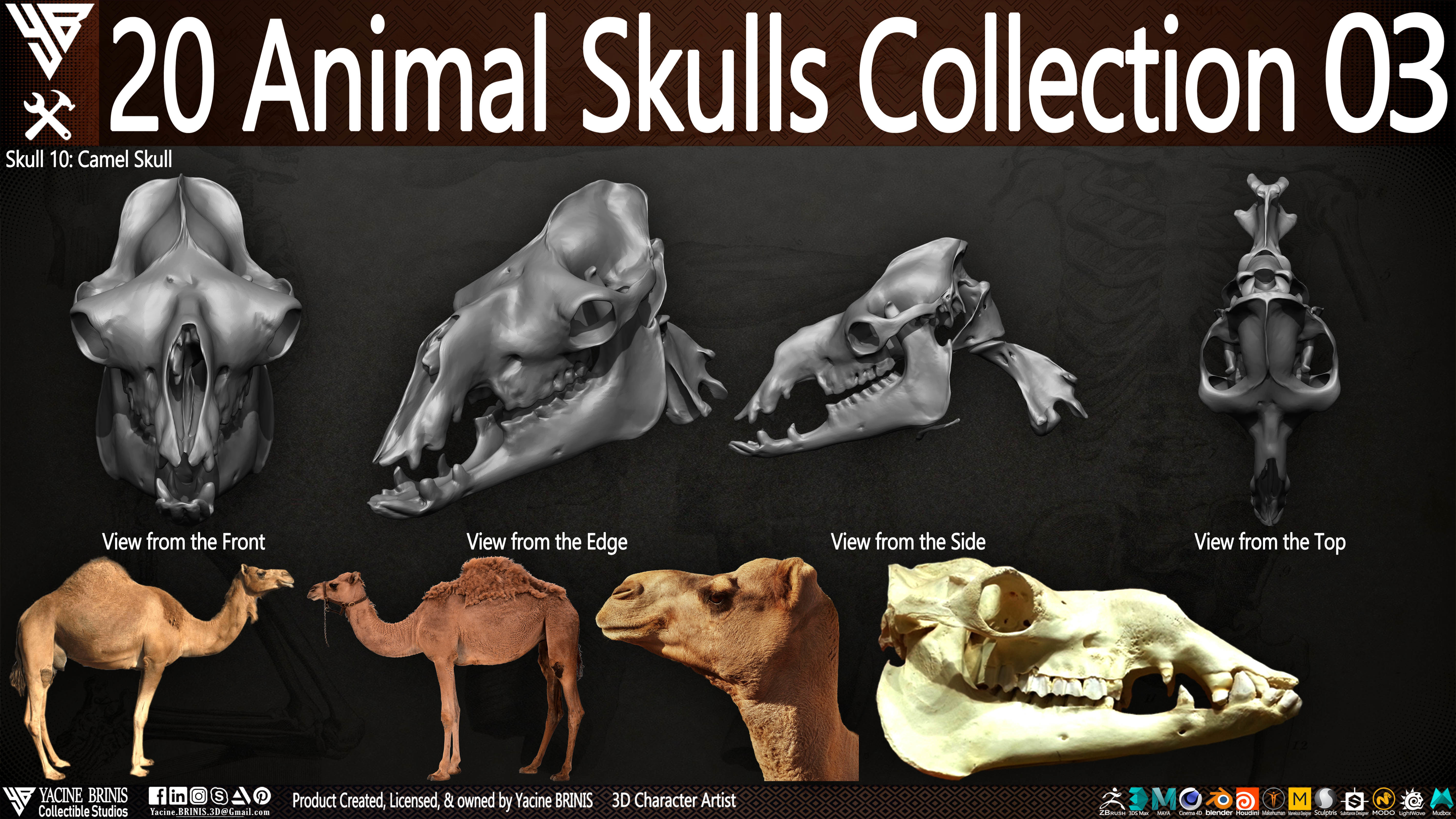 20 Animal Skulls Collection 03 Low-poly 3D model_15
