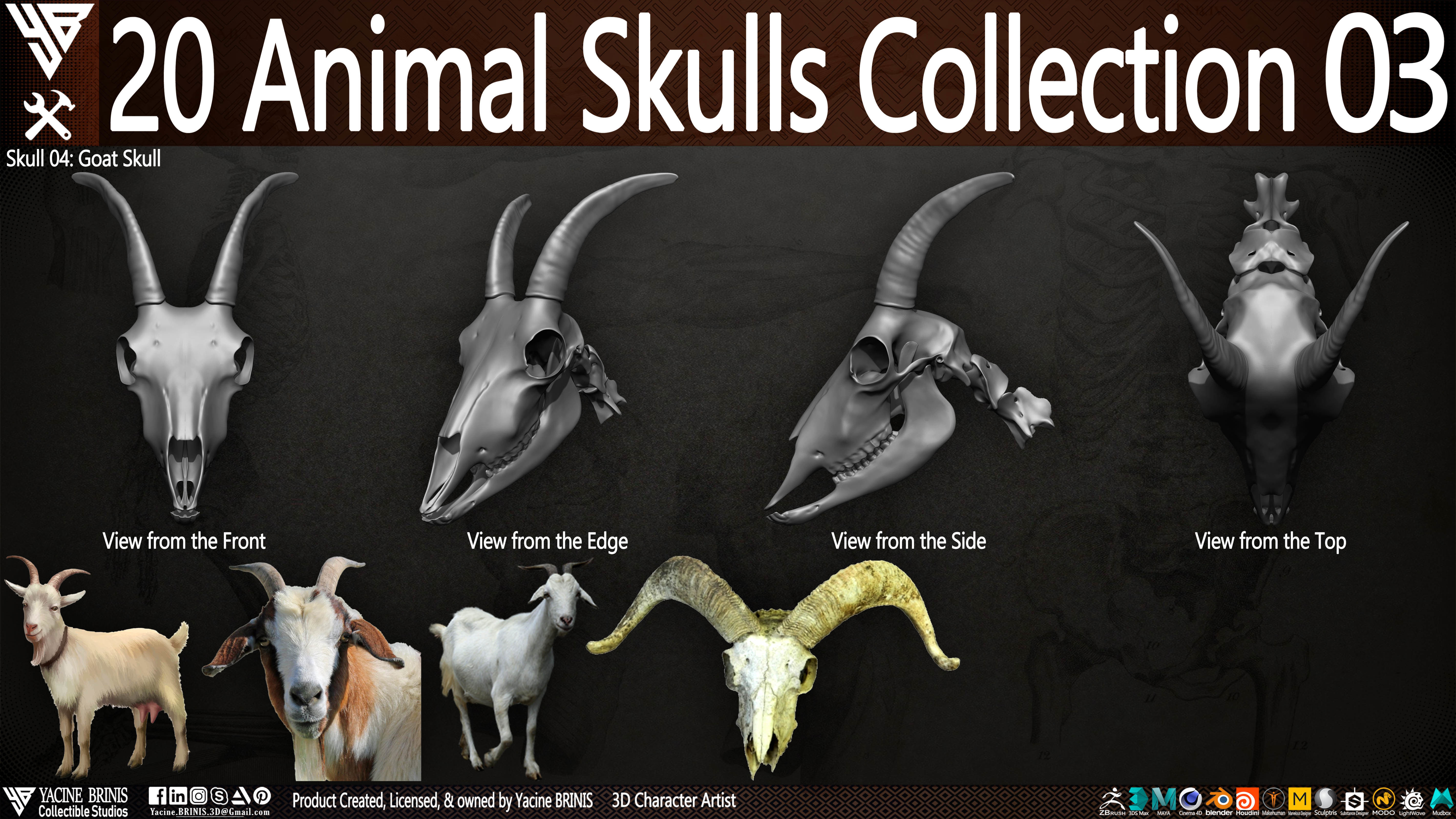 20 Animal Skulls Collection 03 Low-poly 3D model_9