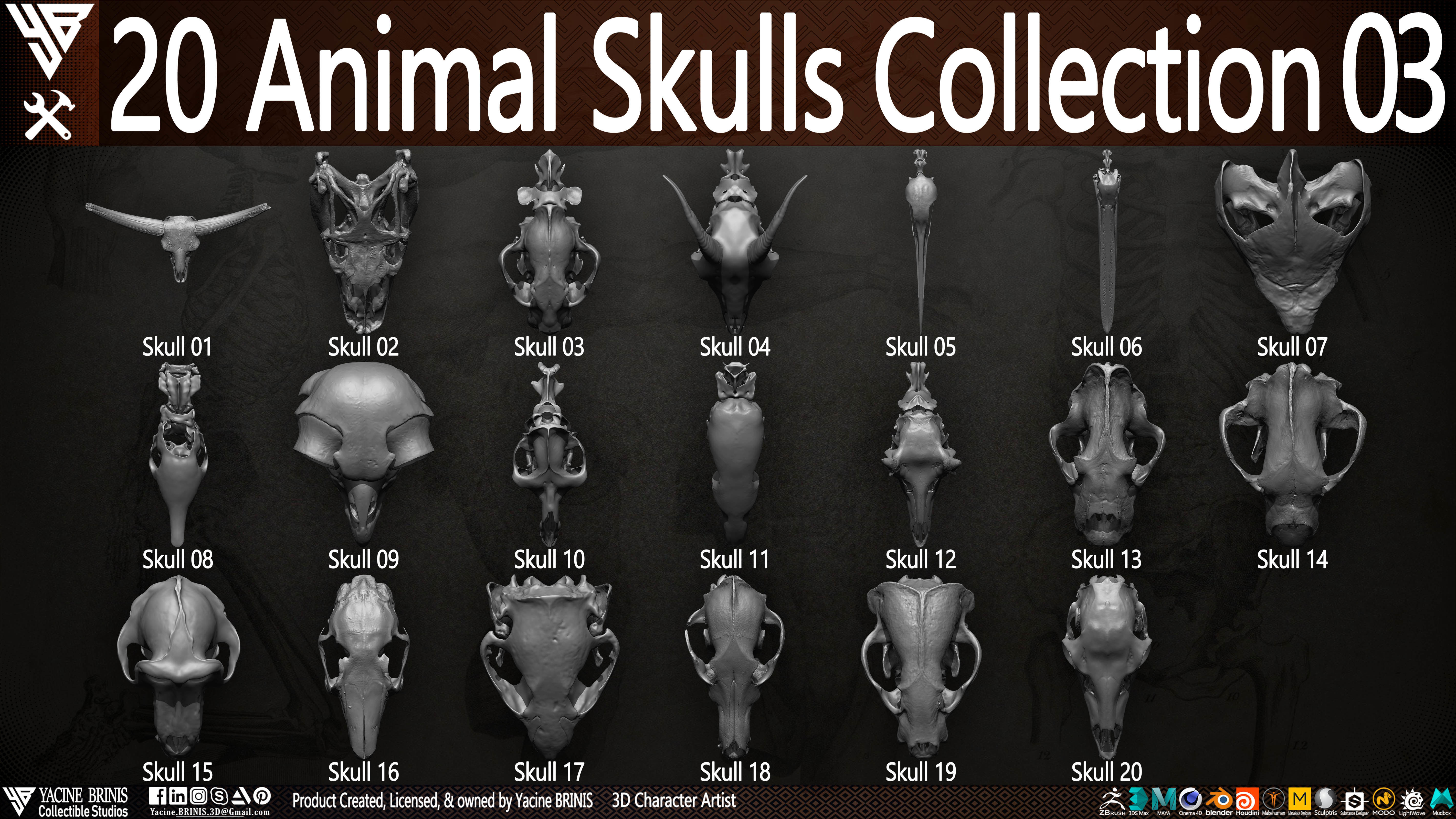 20 Animal Skulls Collection 03 Low-poly 3D model_5