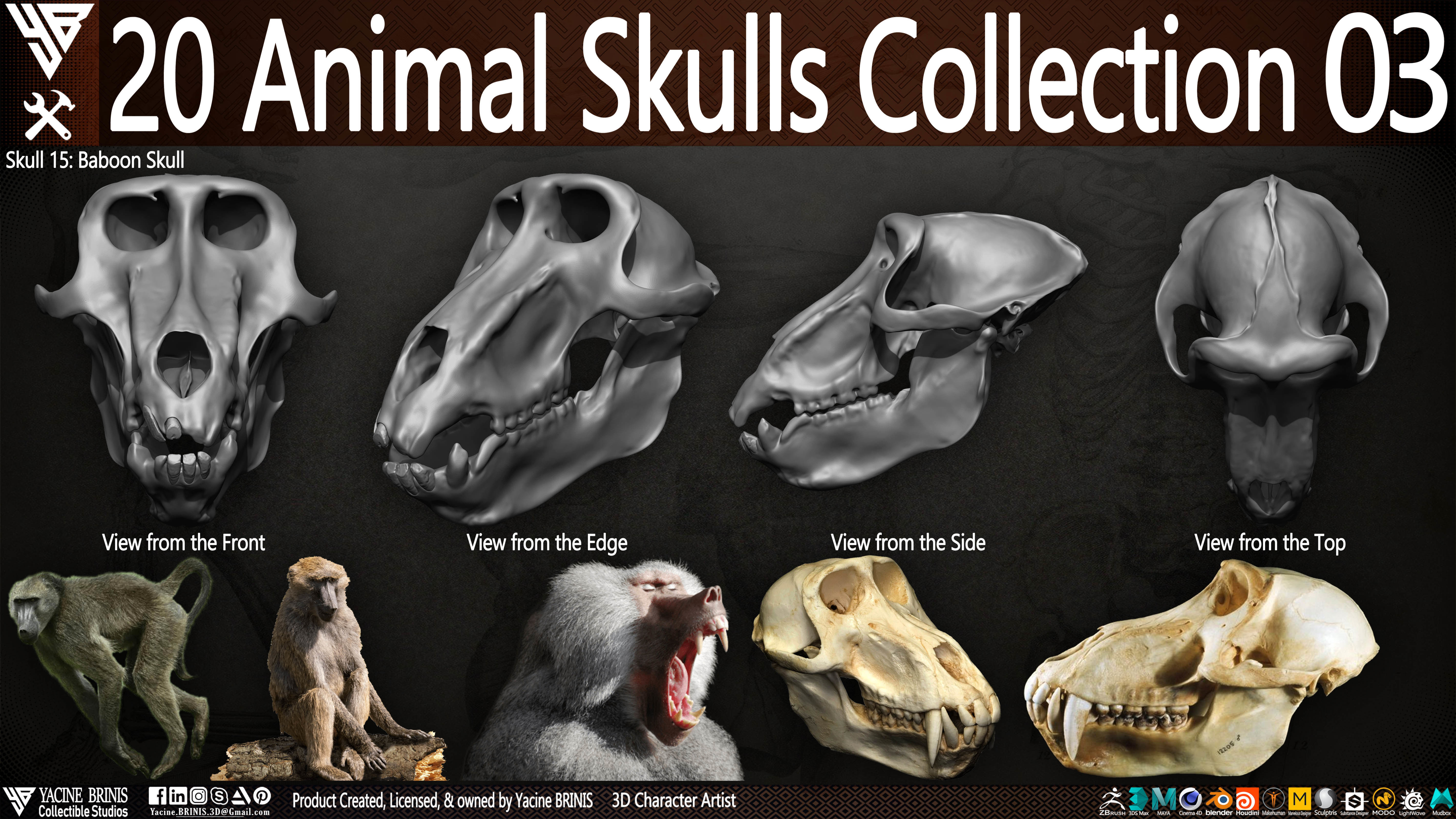 20 Animal Skulls Collection 03 Low-poly 3D model_20