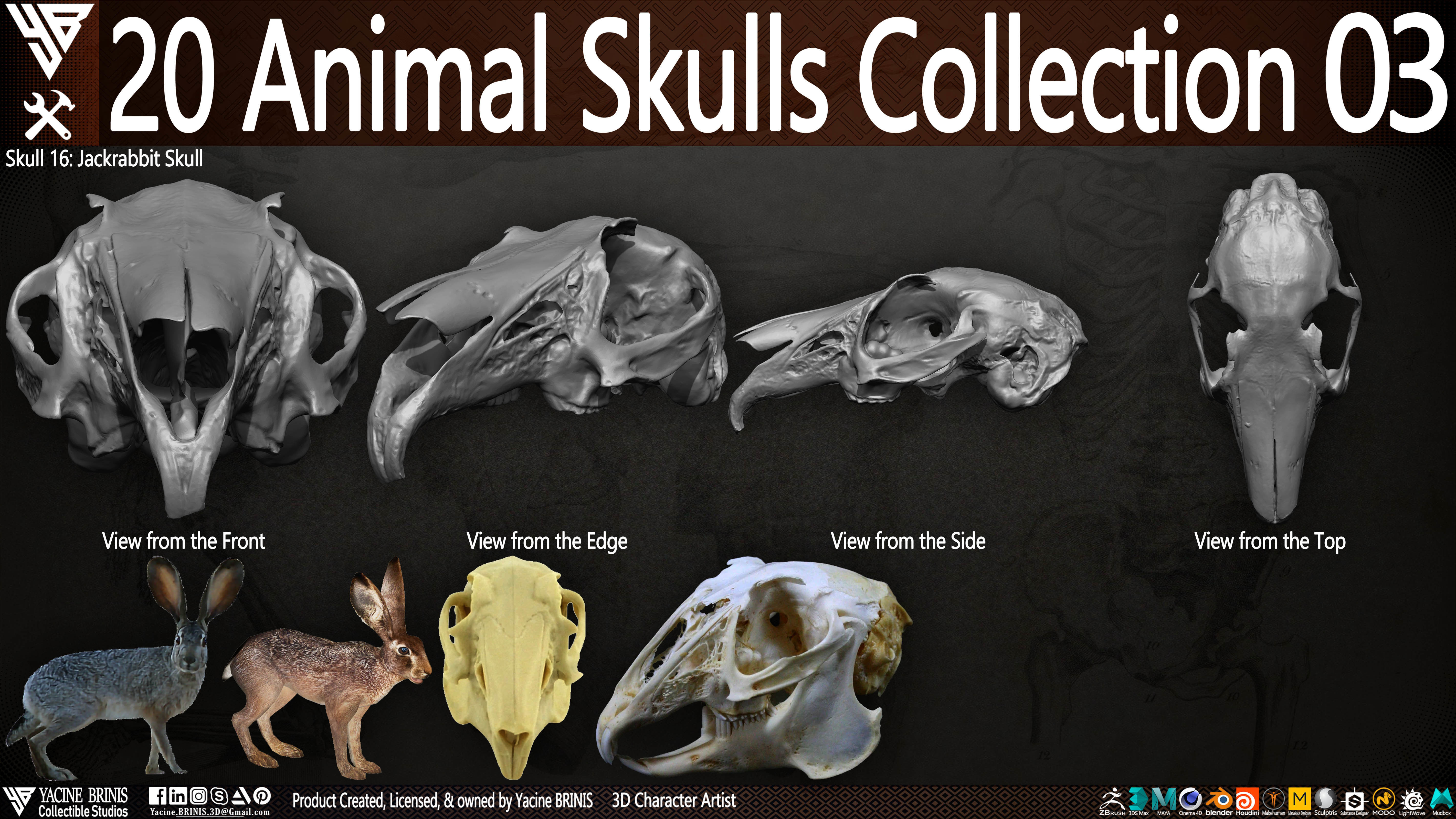 20 Animal Skulls Collection 03 Low-poly 3D model_21