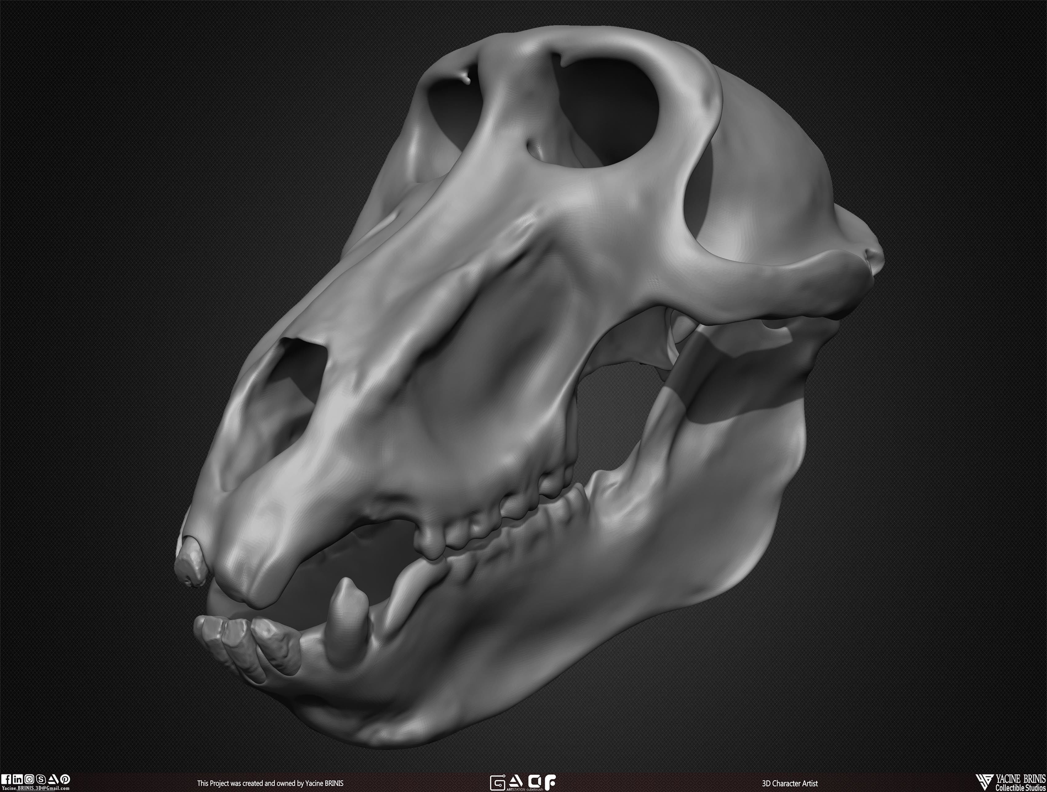 20 Animal Skulls Collection 03 Low-poly 3D model_43