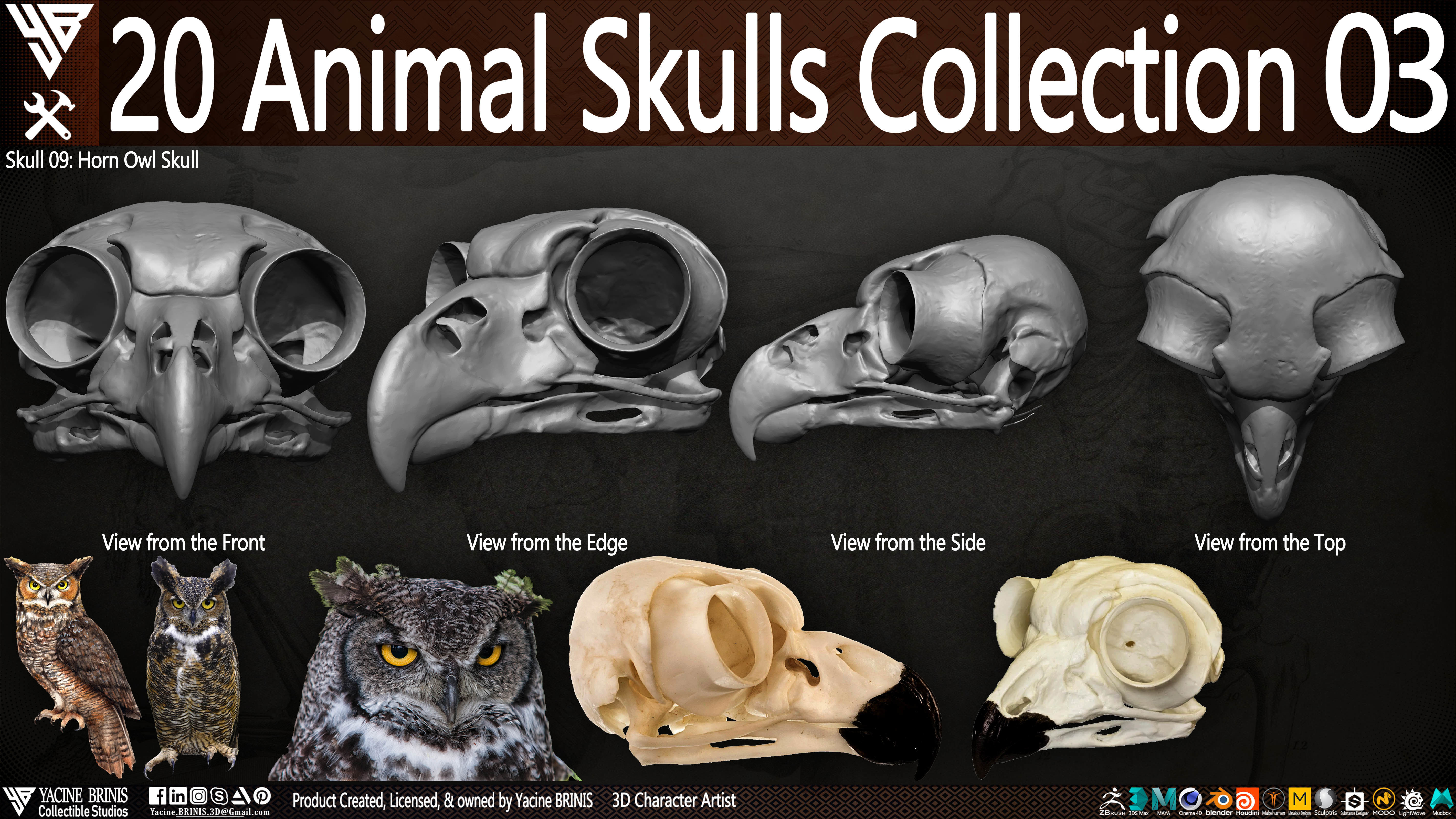 20 Animal Skulls Collection 03 Low-poly 3D model_14