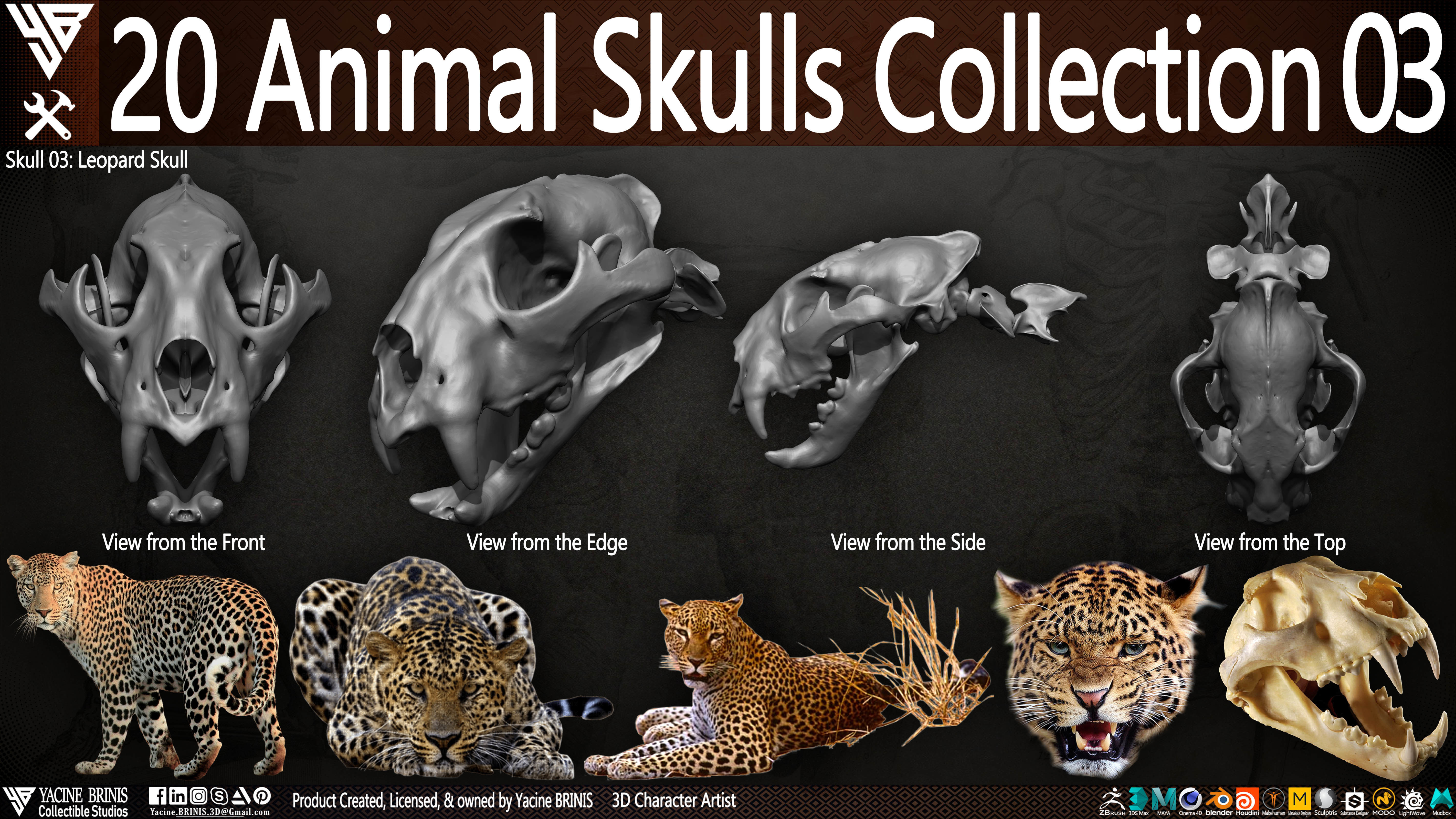 20 Animal Skulls Collection 03 Low-poly 3D model_8