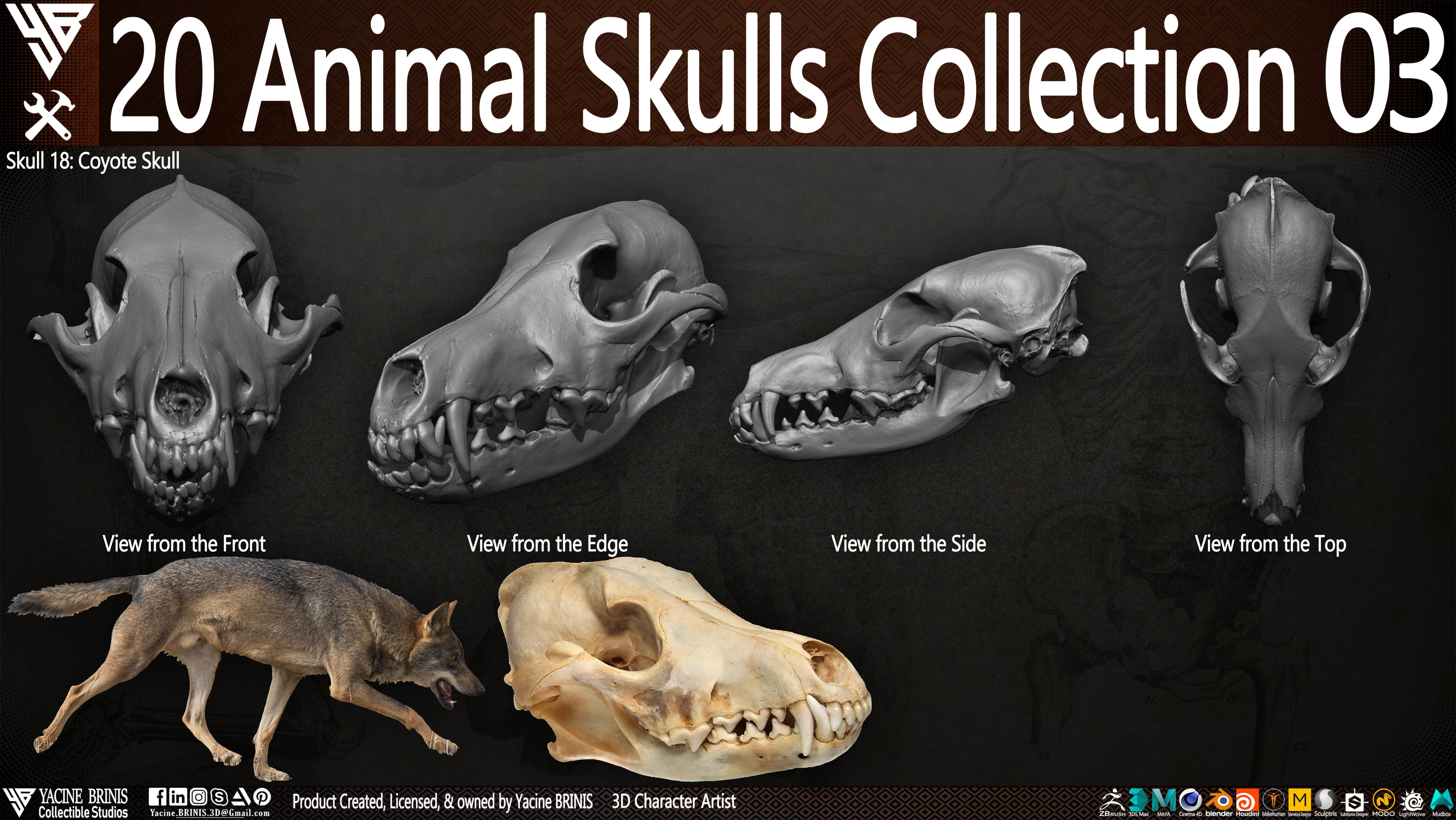 20 Animal Skulls Collection 03 Low-poly 3D model_23