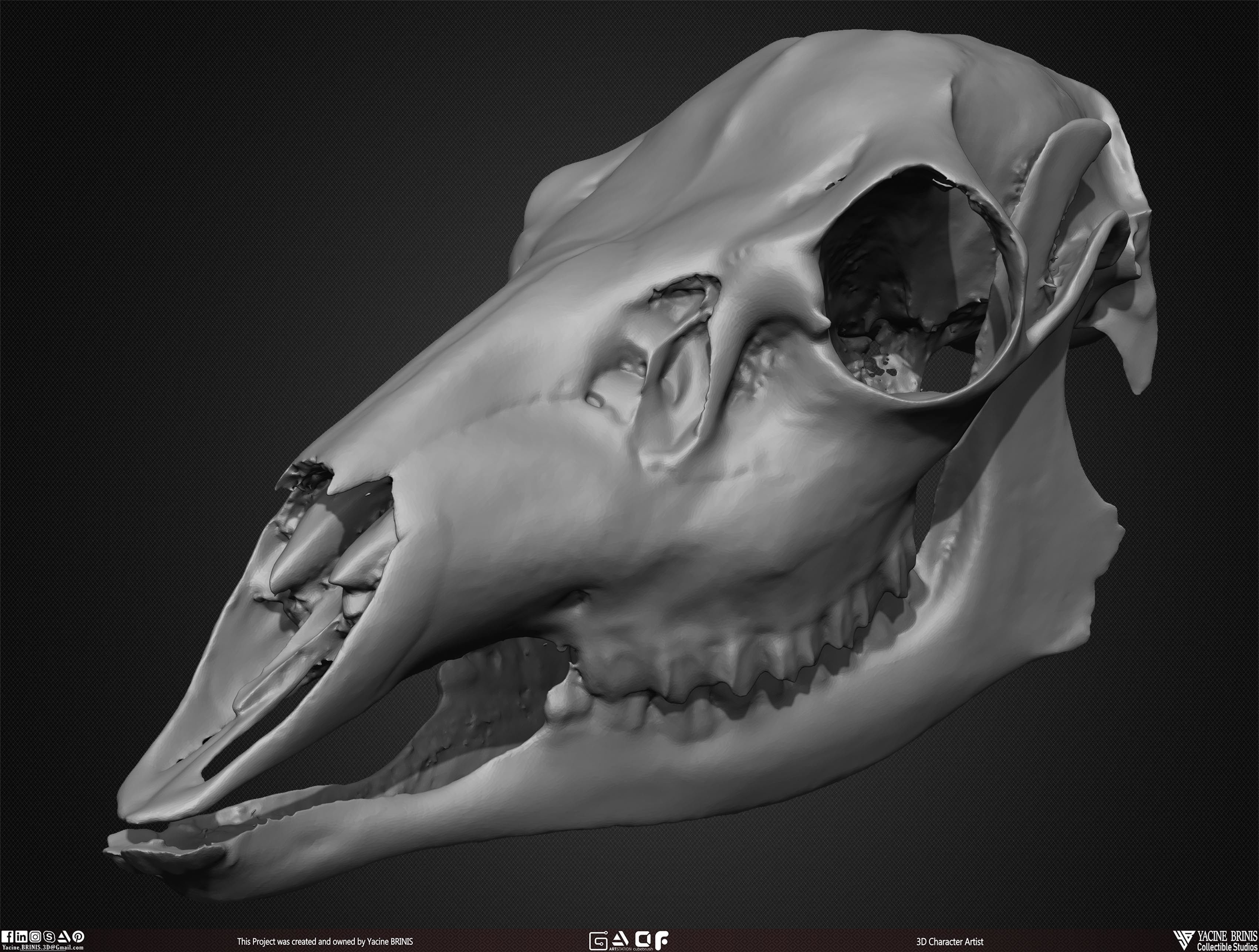 20 Animal Skulls Collection 03 Low-poly 3D model_48