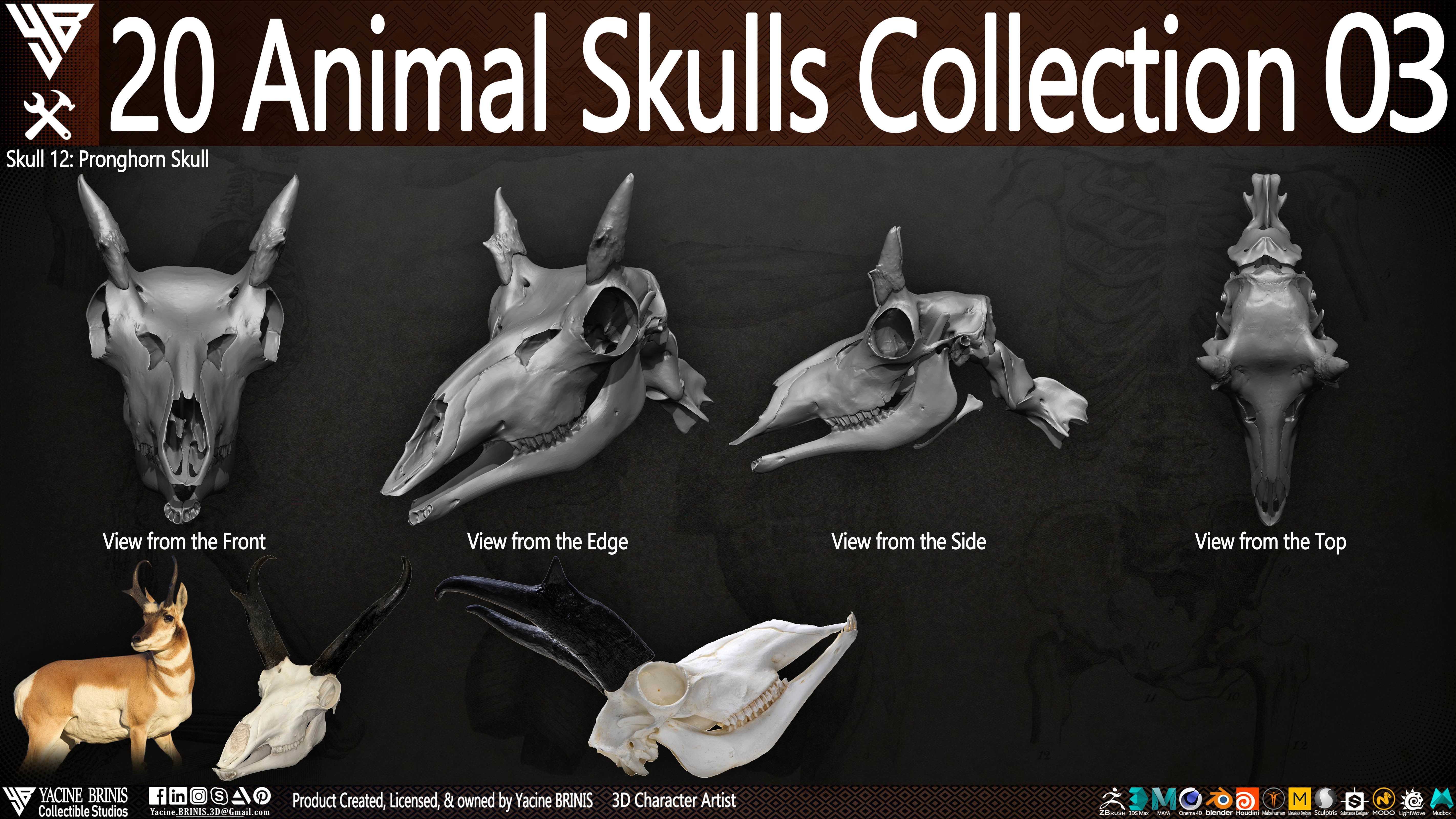 20 Animal Skulls Collection 03 Low-poly 3D model_17