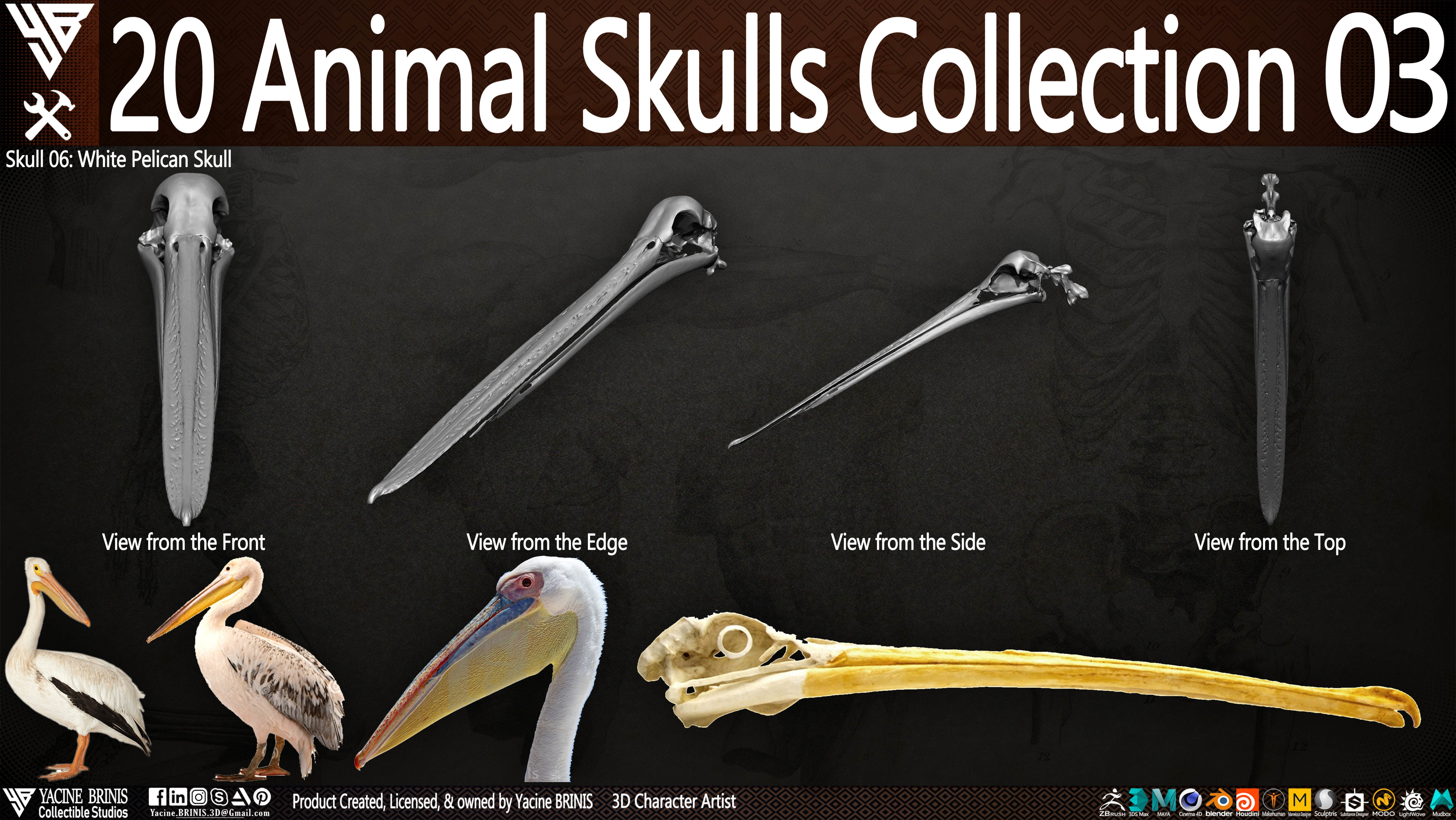 20 Animal Skulls Collection 03 Low-poly 3D model_11