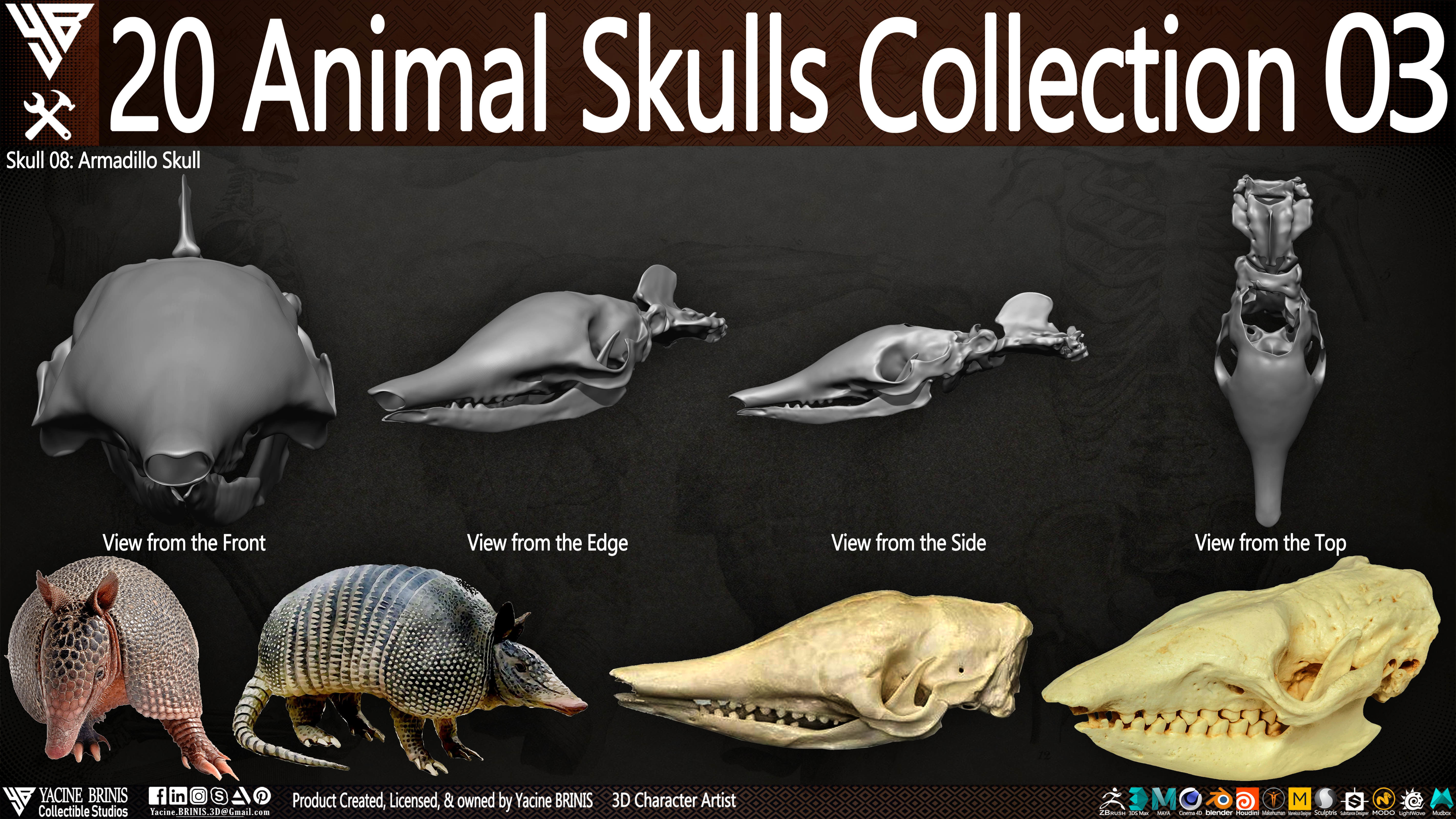 20 Animal Skulls Collection 03 Low-poly 3D model_13