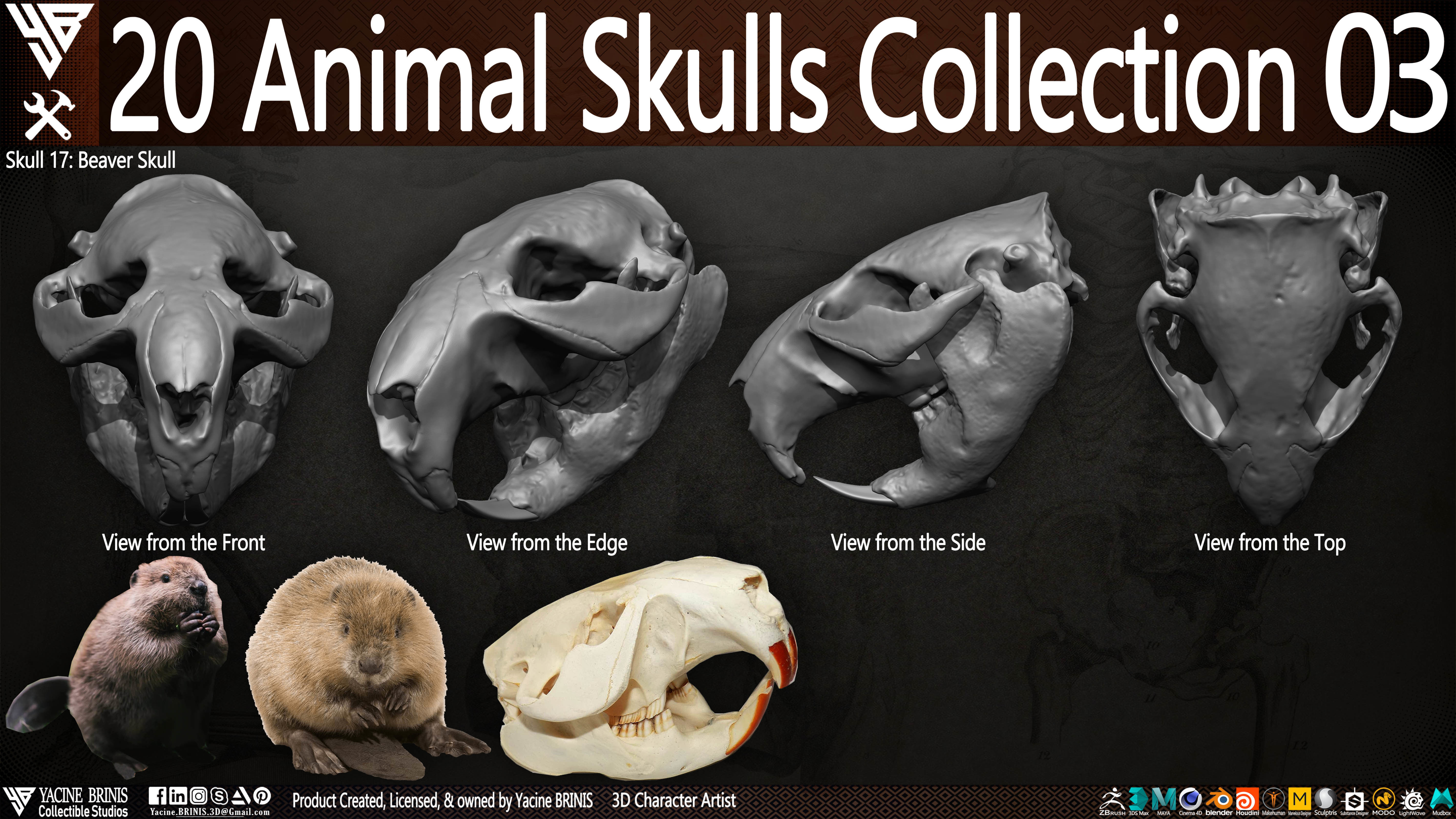20 Animal Skulls Collection 03 Low-poly 3D model_22