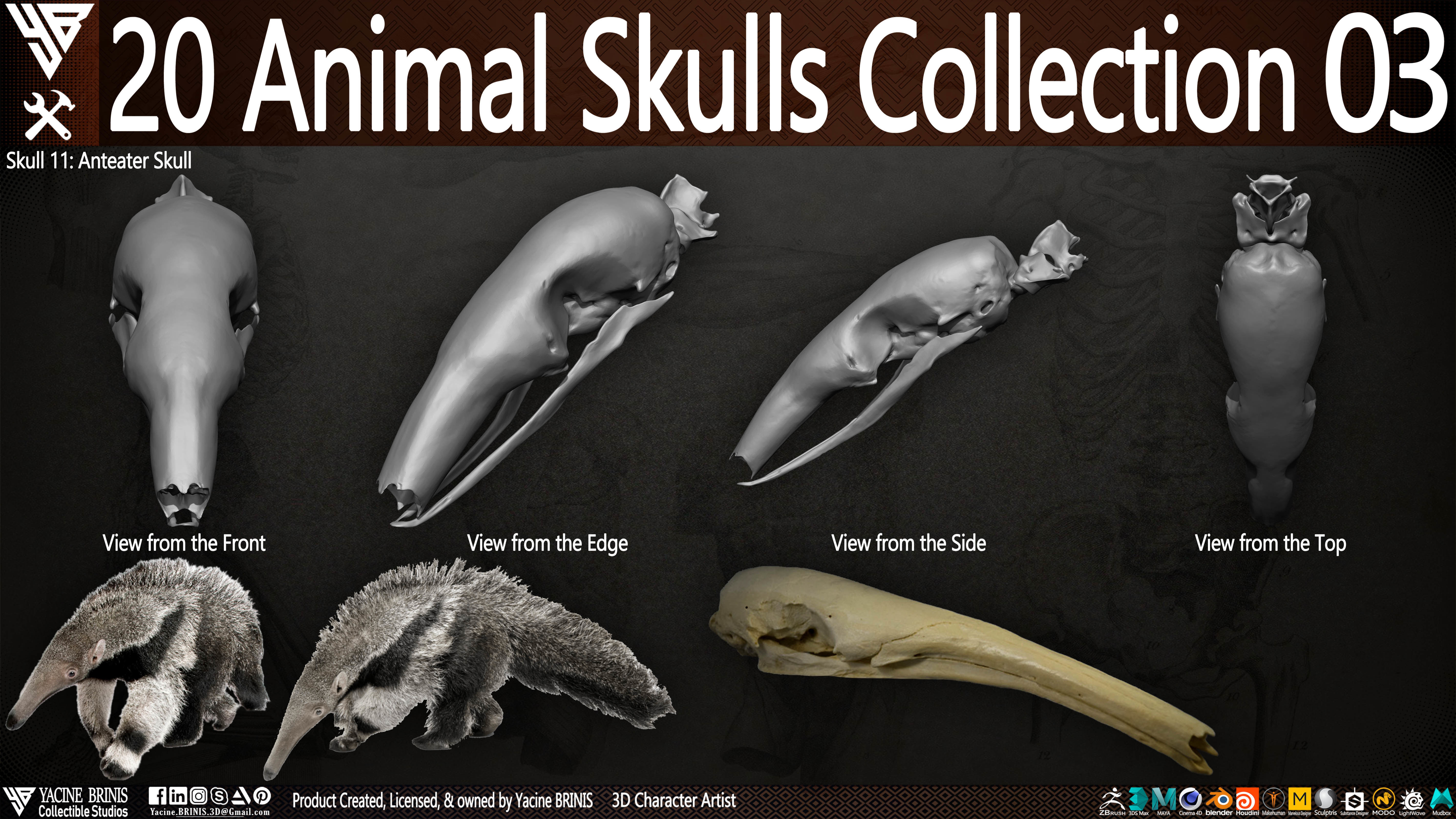 20 Animal Skulls Collection 03 Low-poly 3D model_16