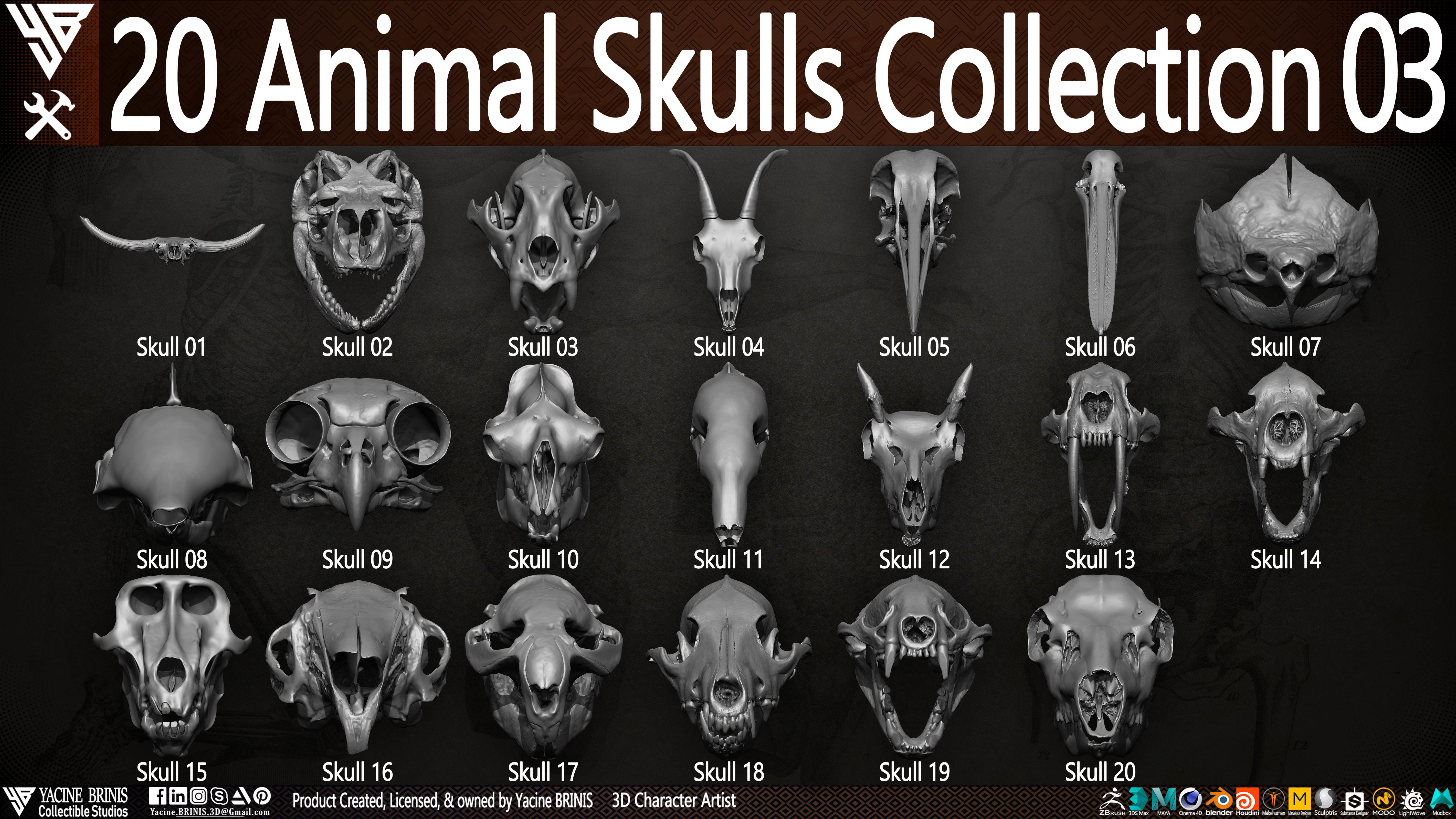 20 Animal Skulls Collection 03 Low-poly 3D model_1