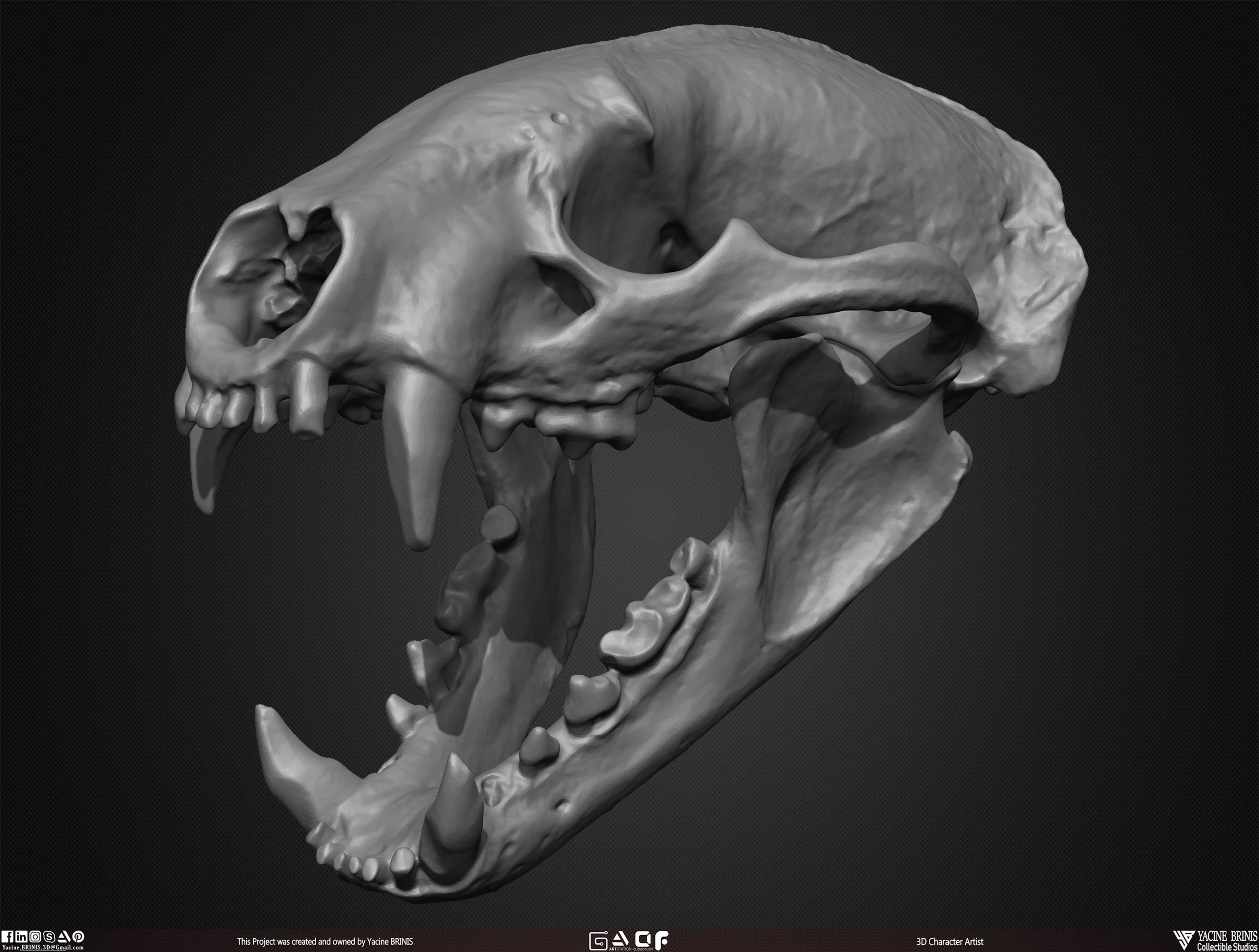 20 Animal Skulls Collection 03 Low-poly 3D model_47