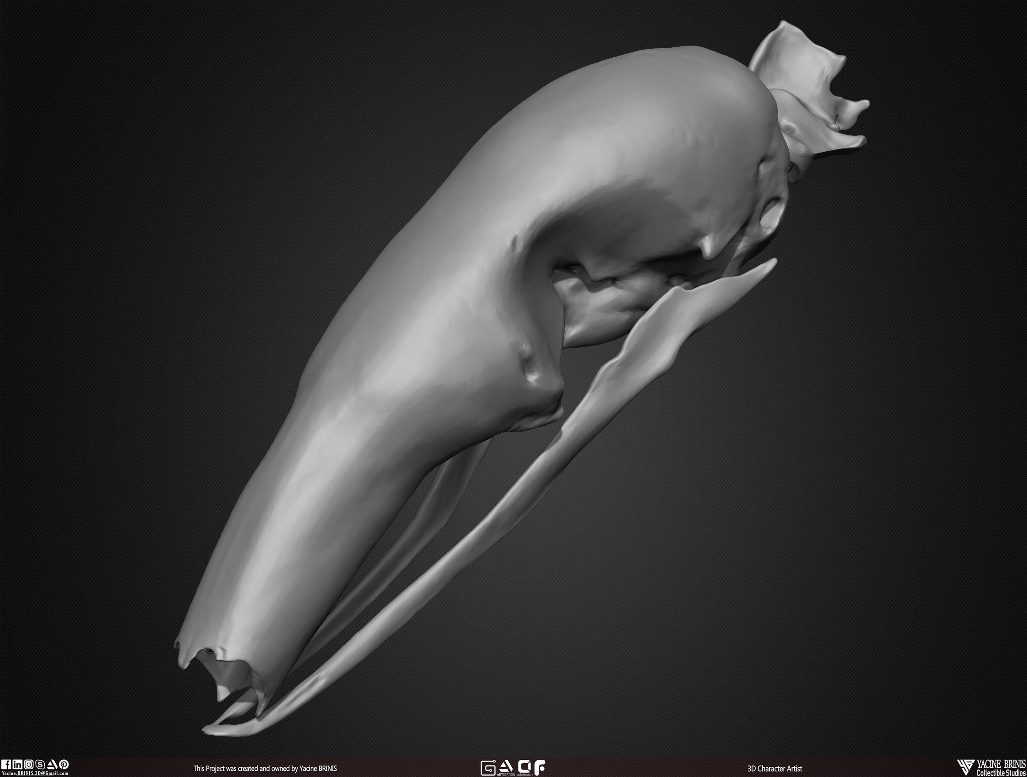 20 Animal Skulls Collection 03 Low-poly 3D model_39