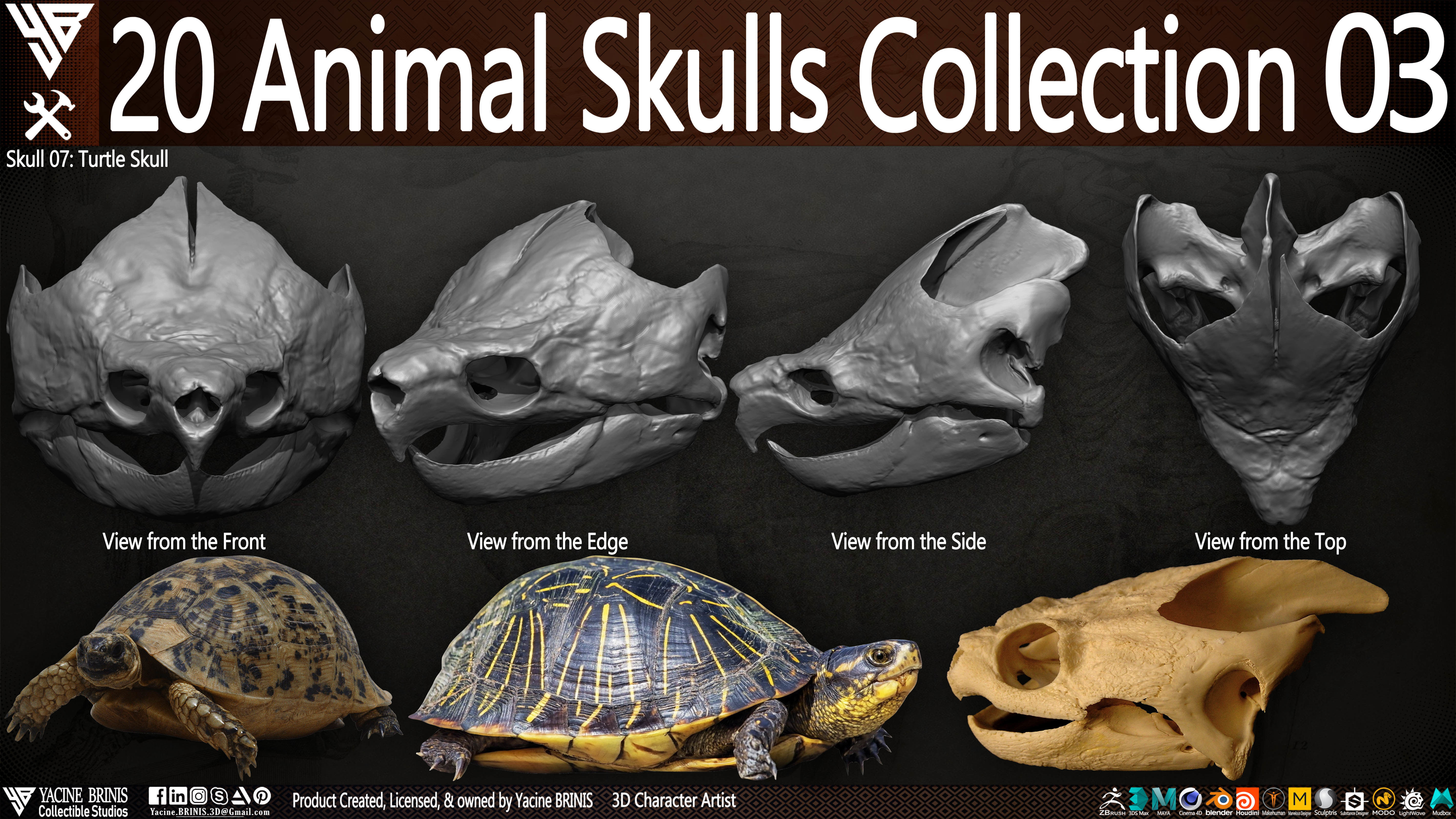 20 Animal Skulls Collection 03 Low-poly 3D model_12