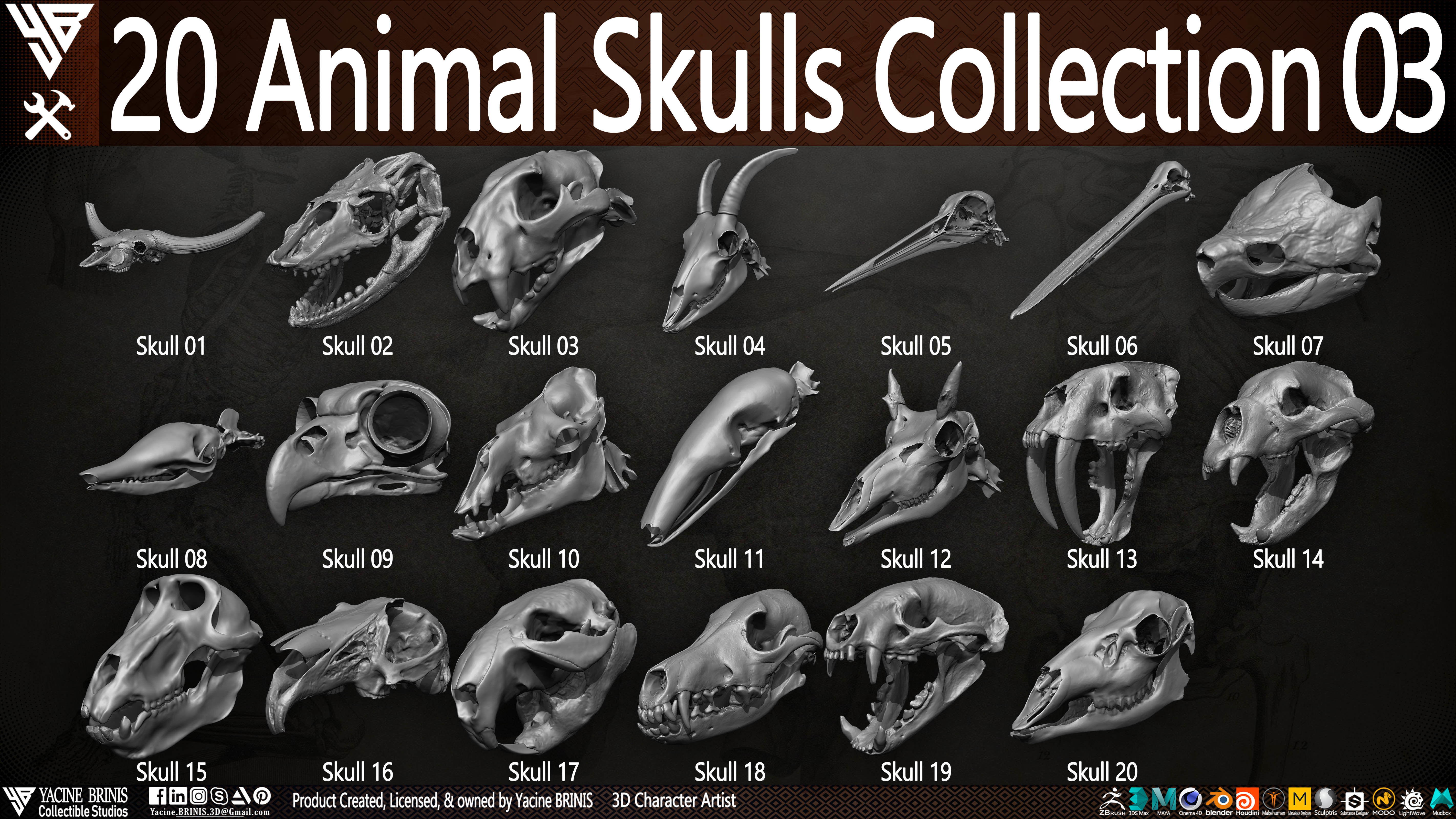 20 Animal Skulls Collection 03 Low-poly 3D model_3