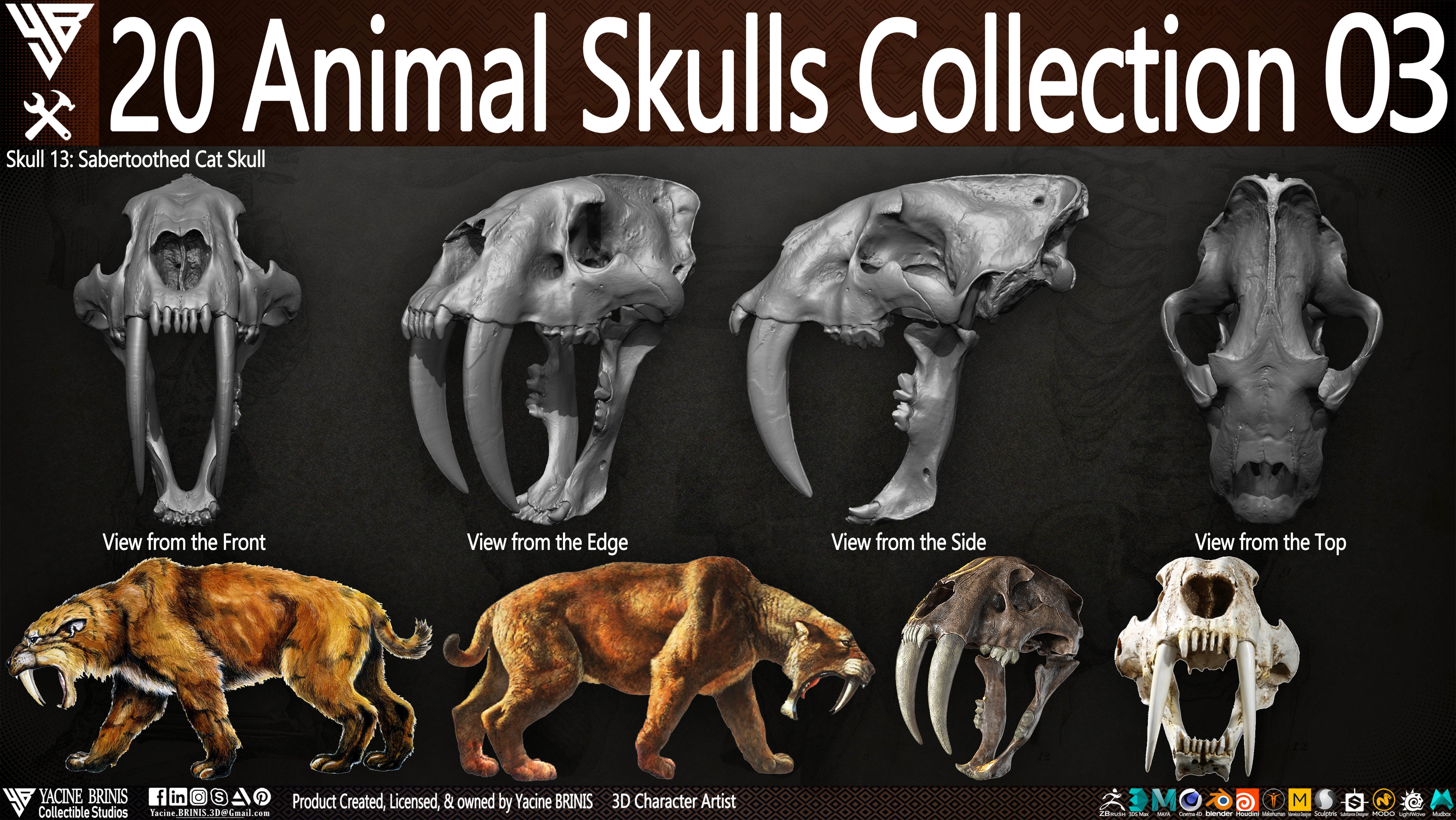 20 Animal Skulls Collection 03 Low-poly 3D model_18