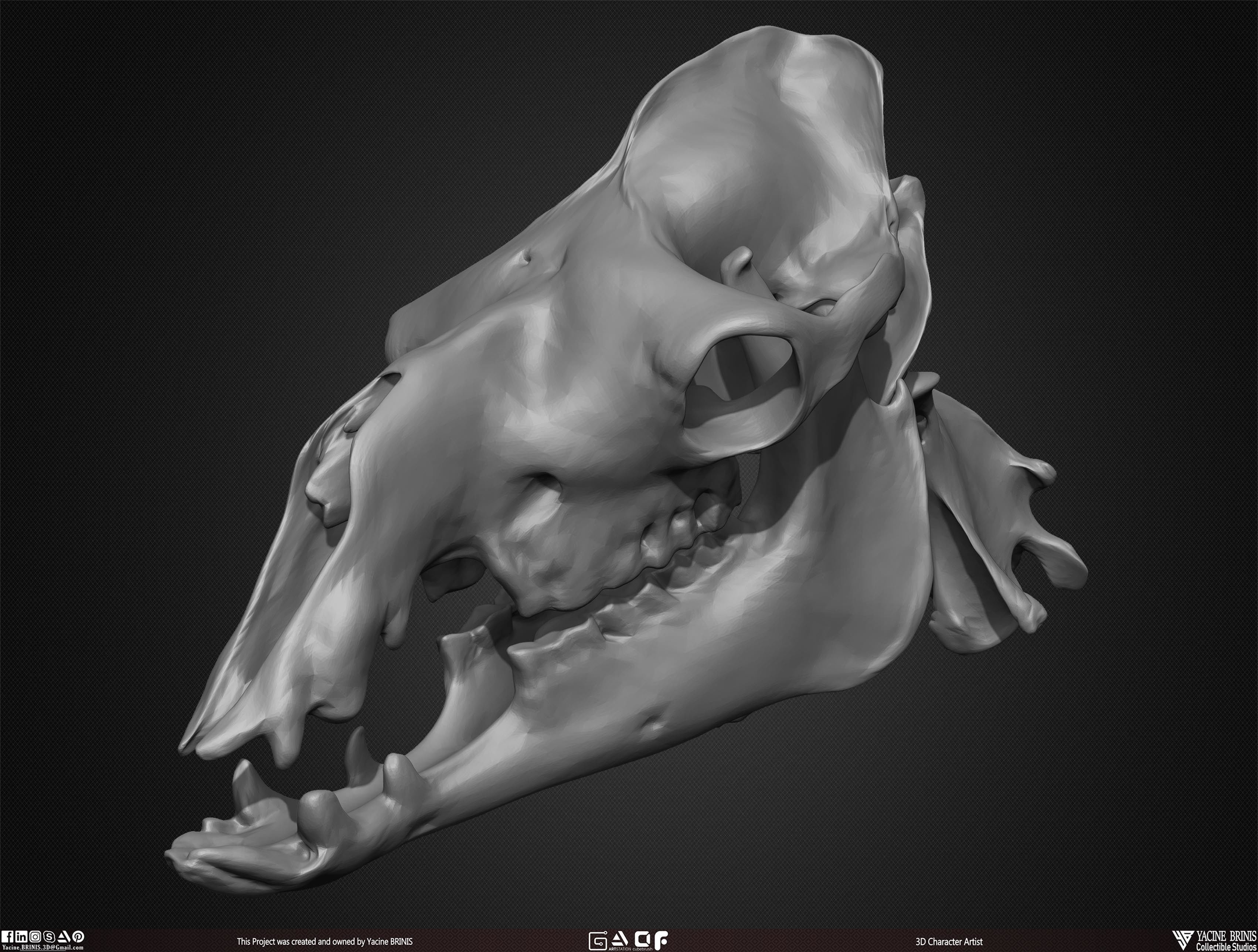 20 Animal Skulls Collection 03 Low-poly 3D model_38