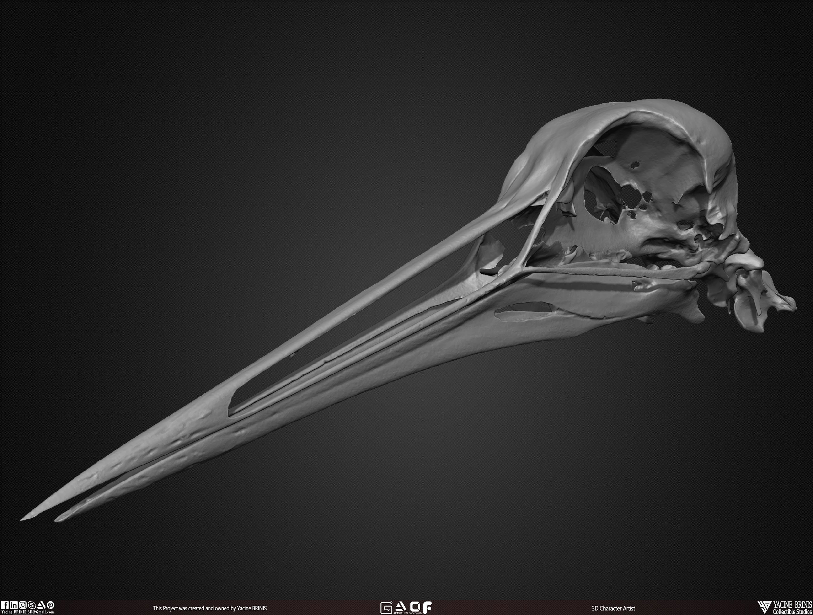 20 Animal Skulls Collection 03 Low-poly 3D model_33