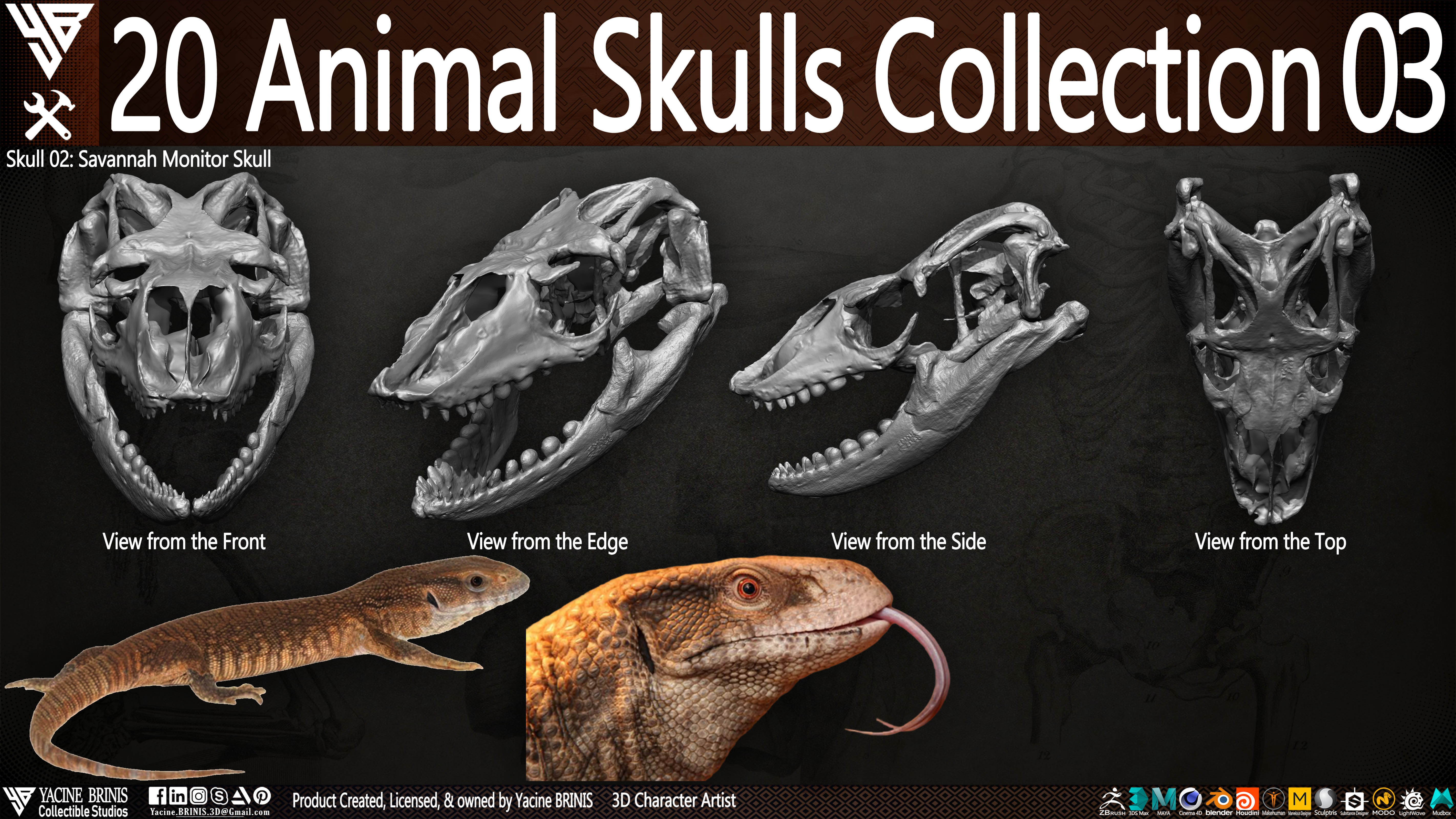 20 Animal Skulls Collection 03 Low-poly 3D model_7