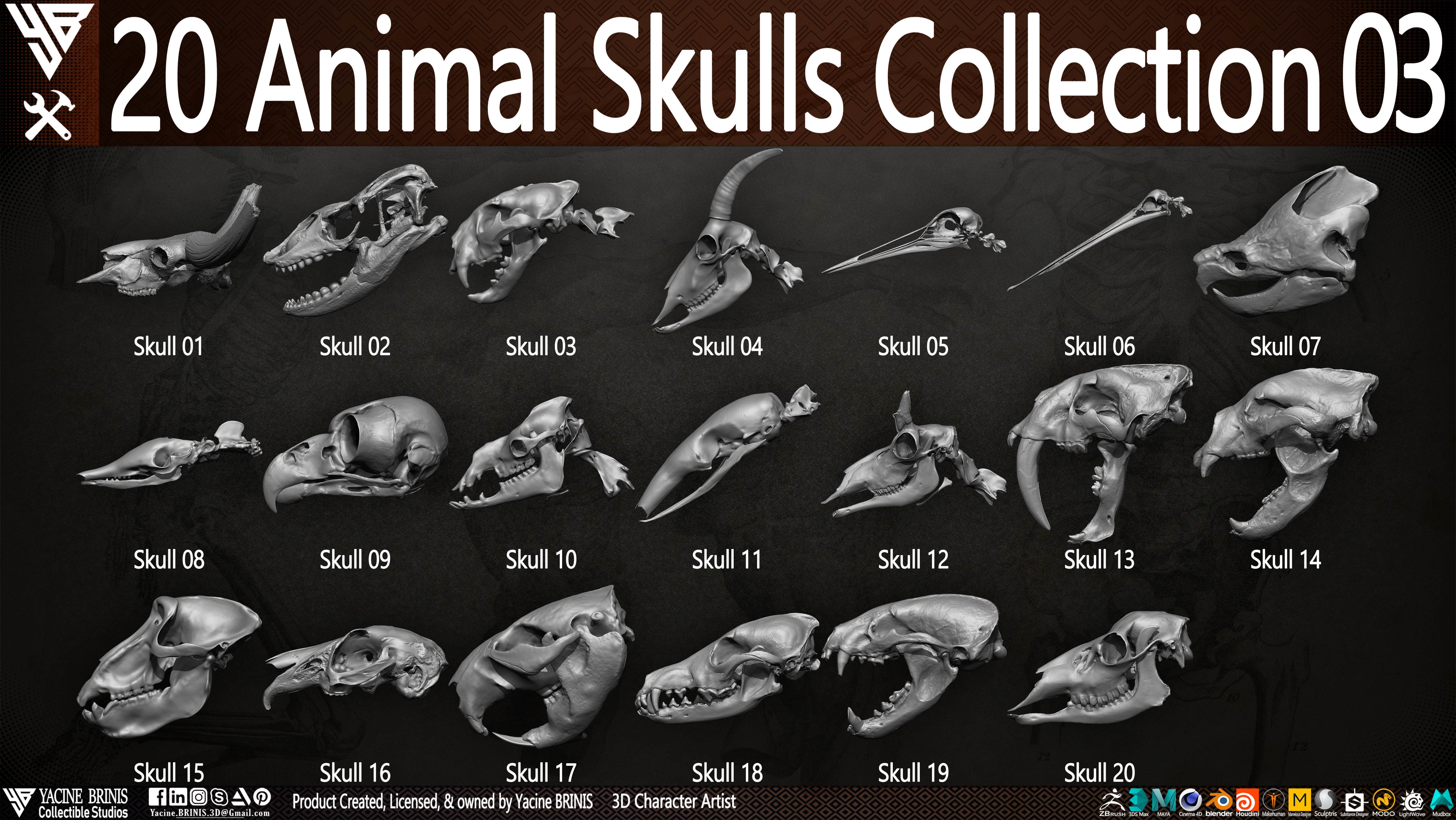 20 Animal Skulls Collection 03 Low-poly 3D model_4