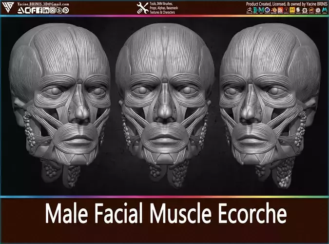 Male Facial Muscle Ecorche