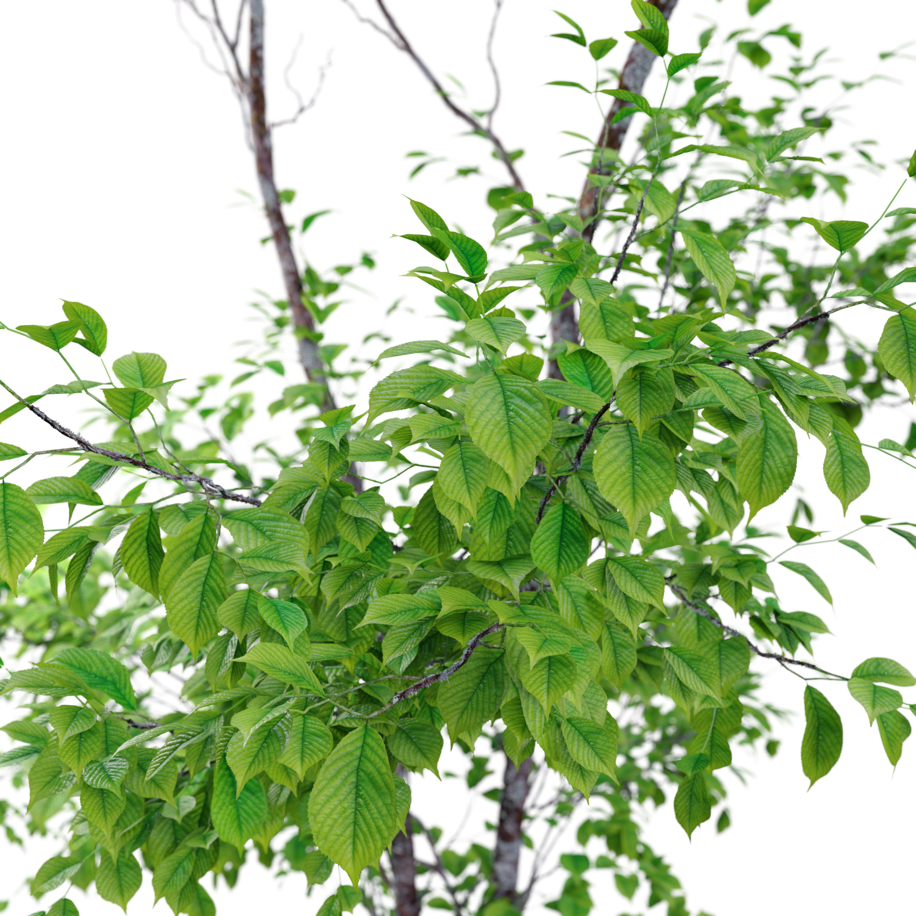 Cherry sapling 3D model_1