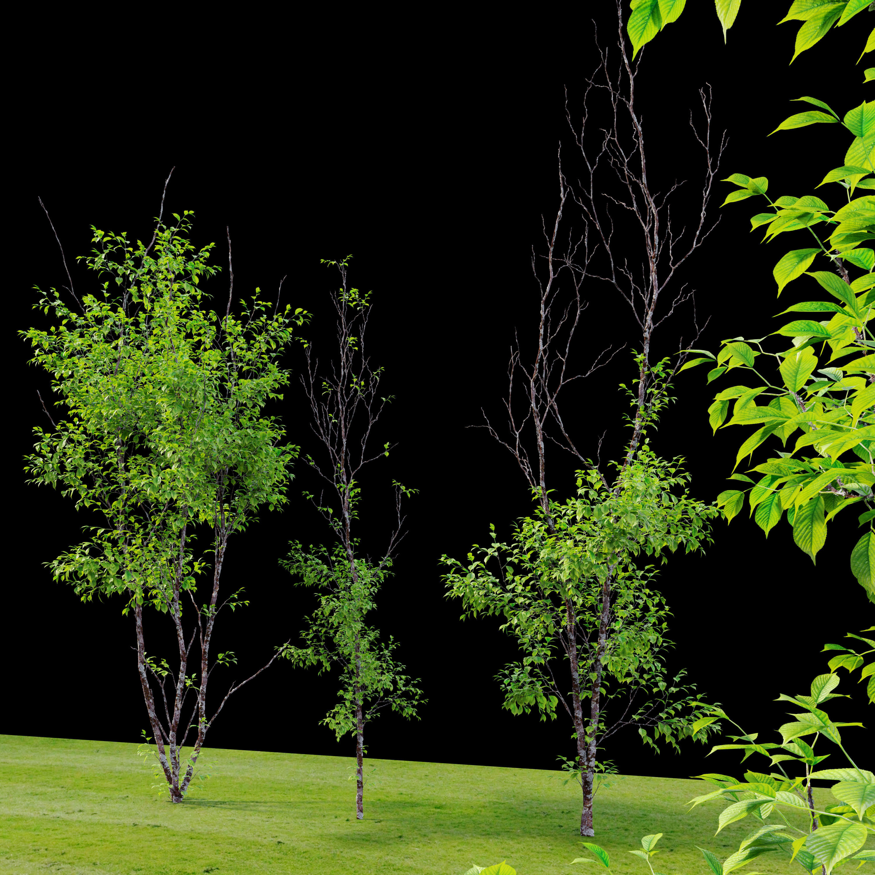 Cherry sapling 3D model_2