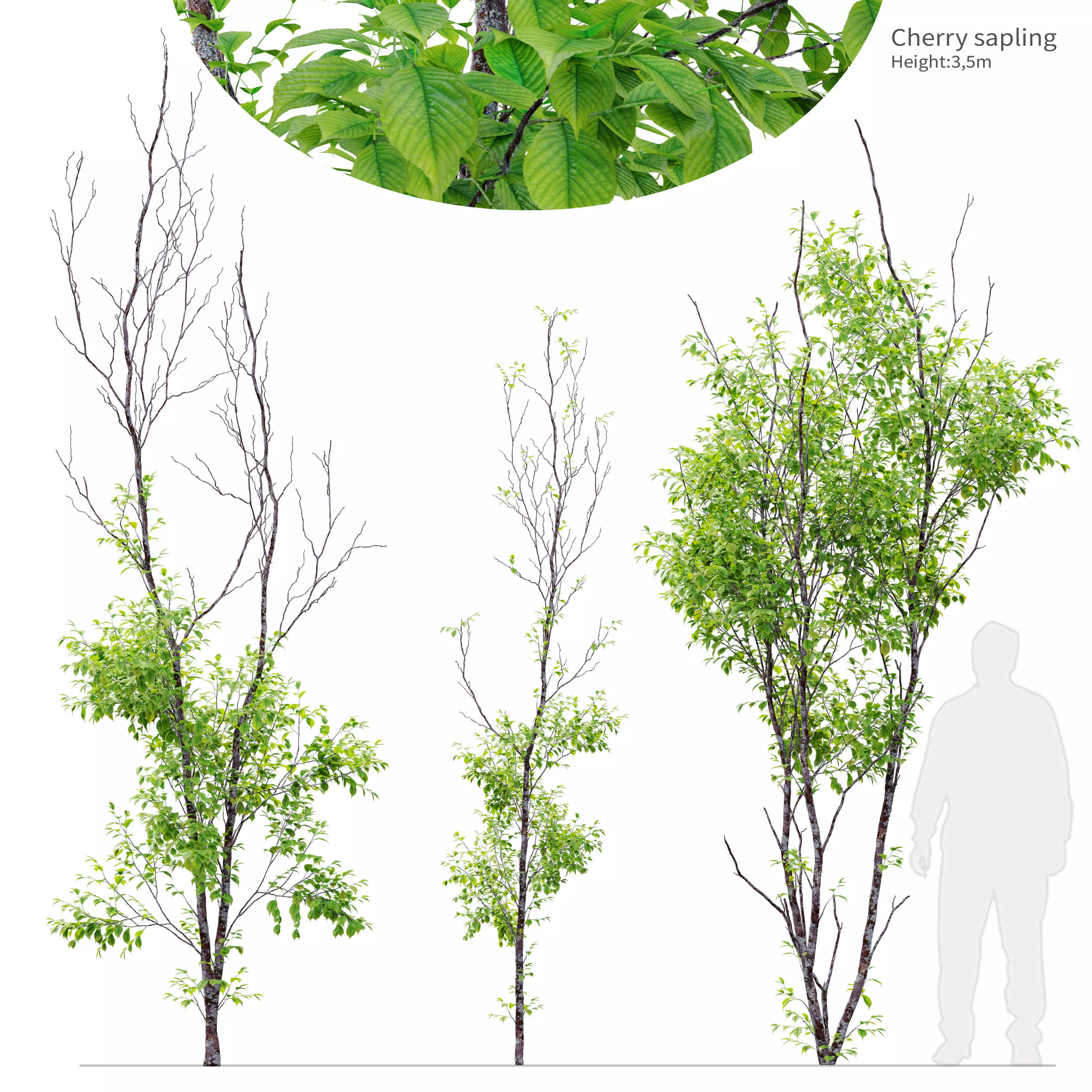 Cherry sapling 3D model_0