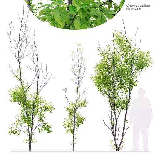 Cherry sapling 3D model