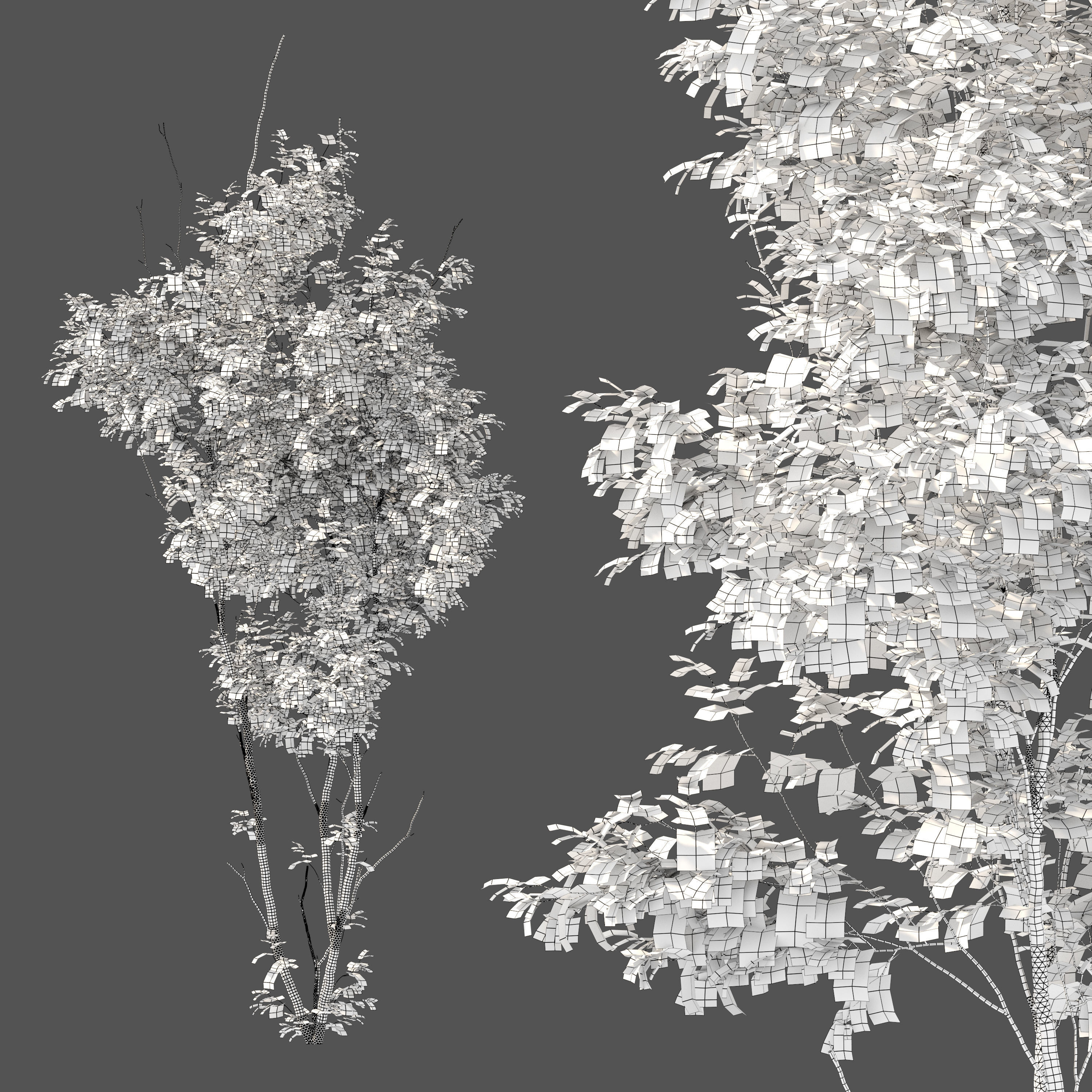 Cherry sapling 3D model_3