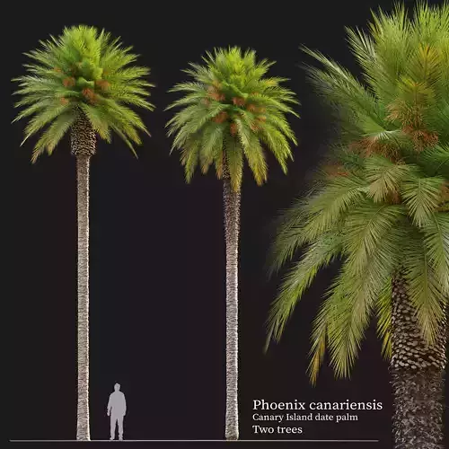 Phoenix canariensis 02