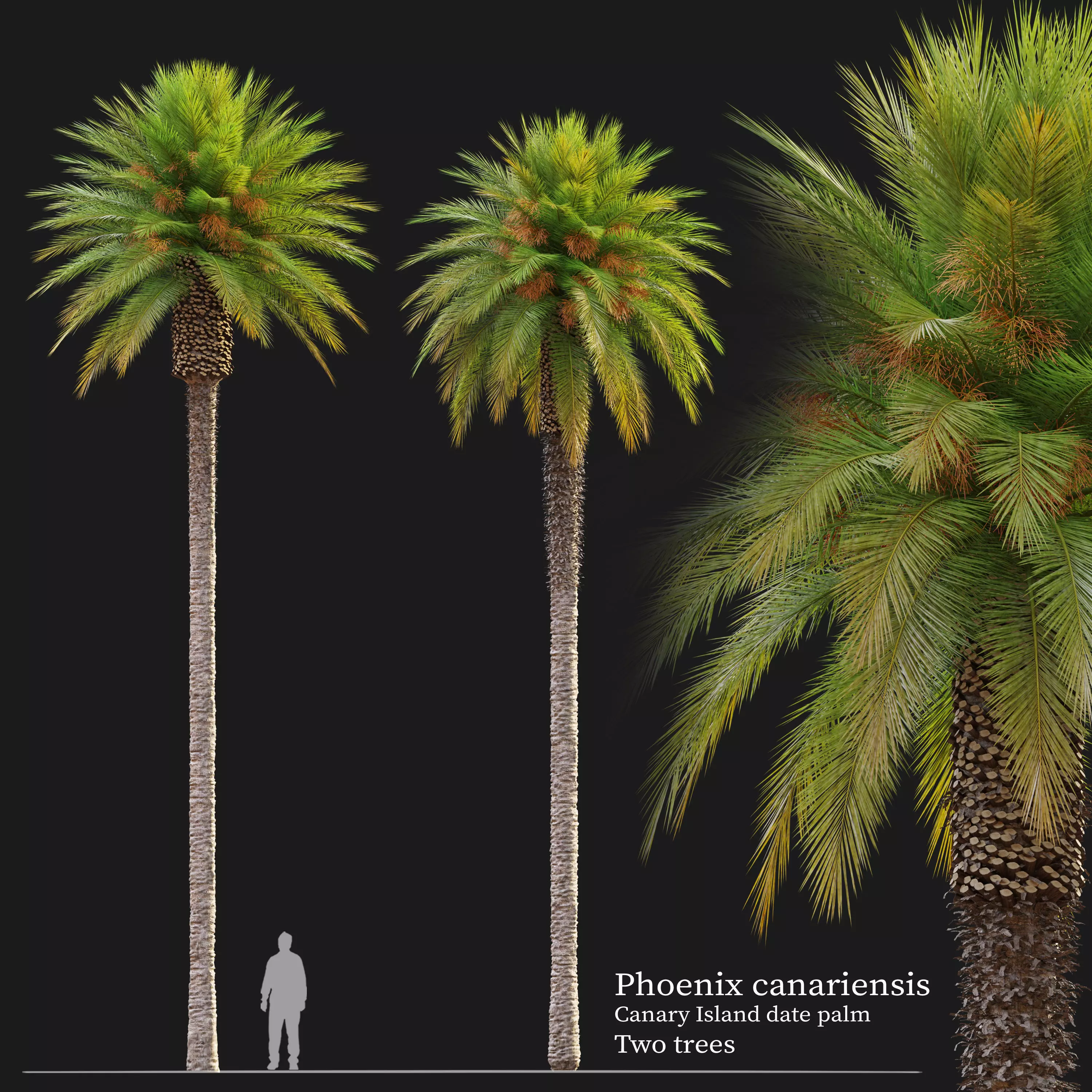 Phoenix canariensis 02 3D model