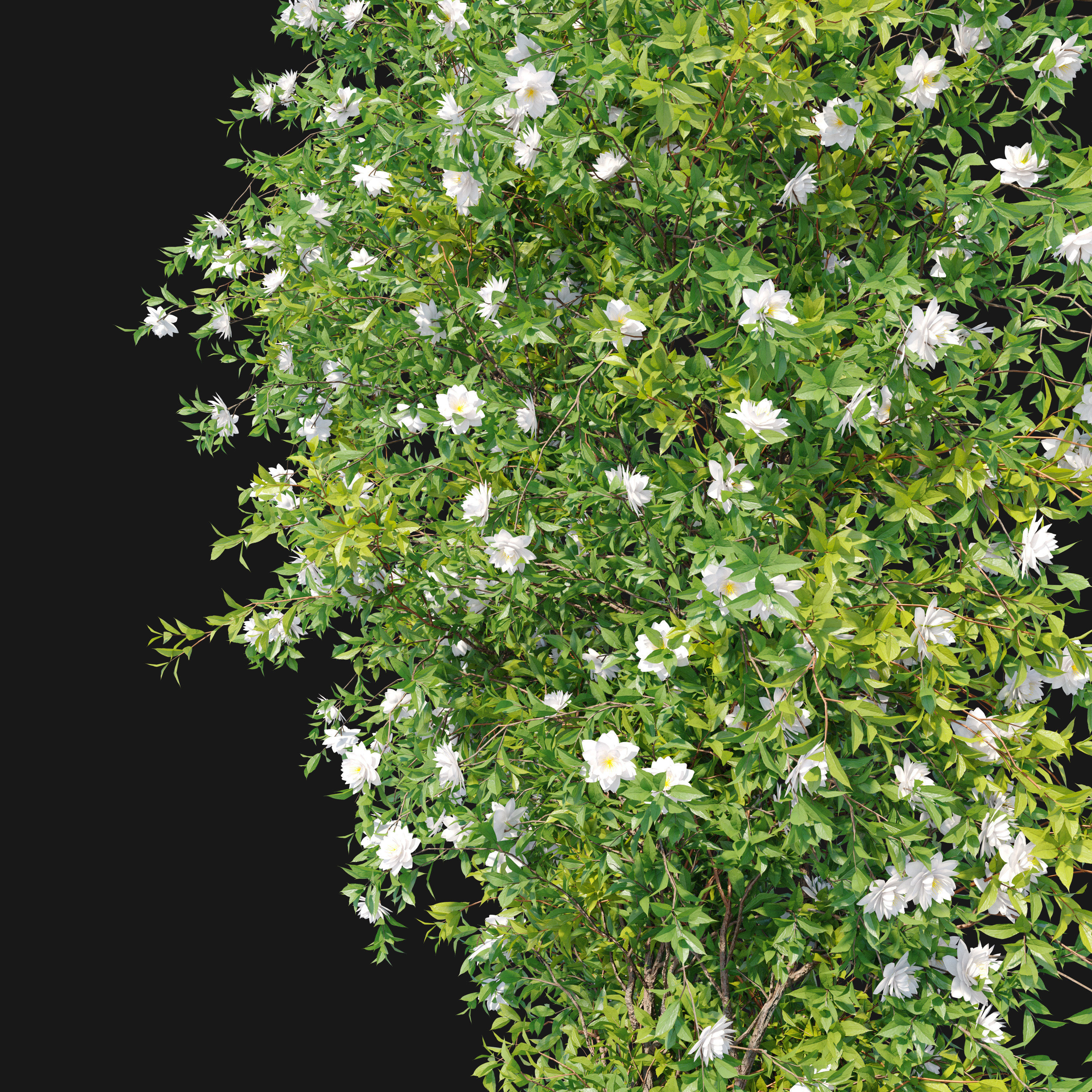 Vine plant 09 3D model_1