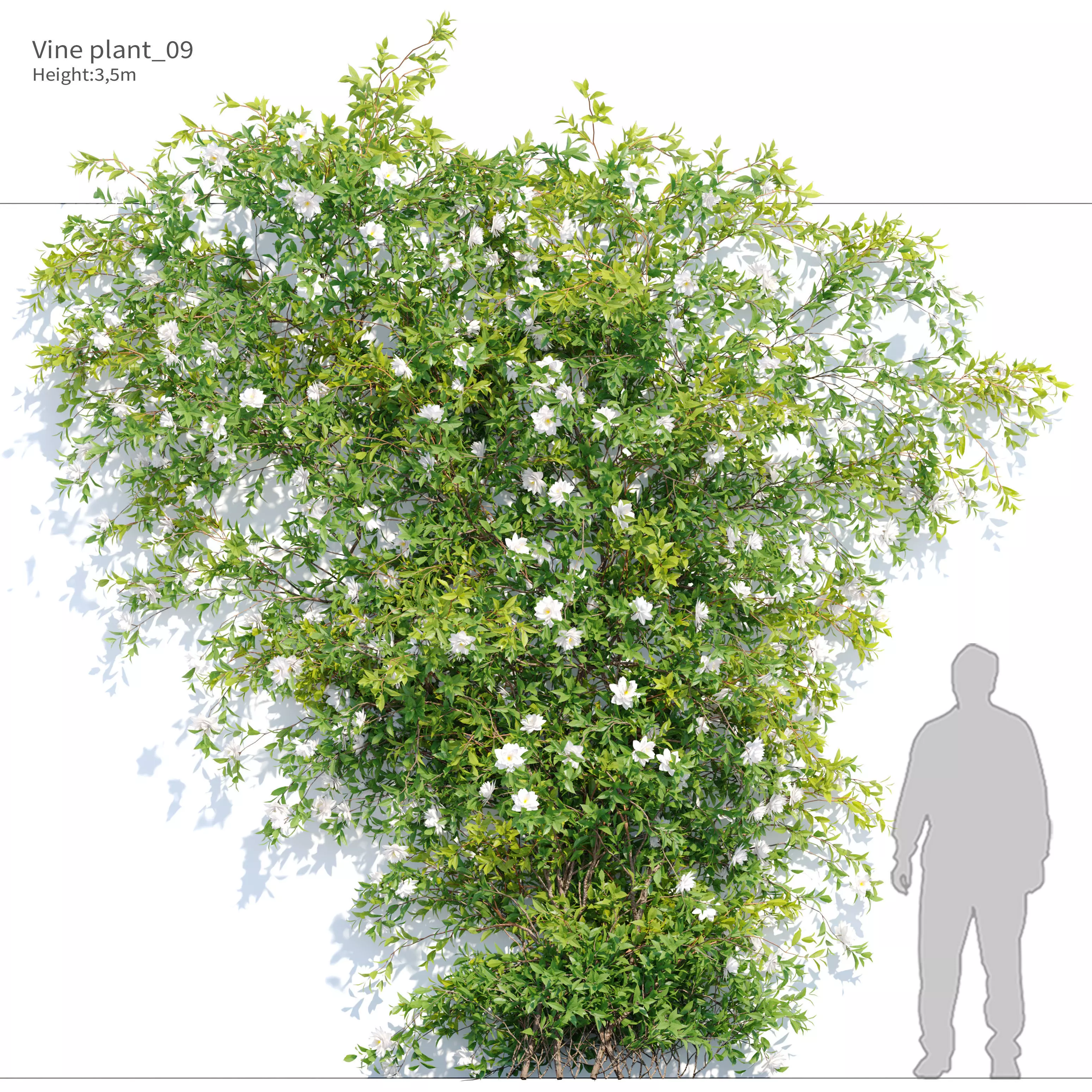 Vine plant 09 3D model_0