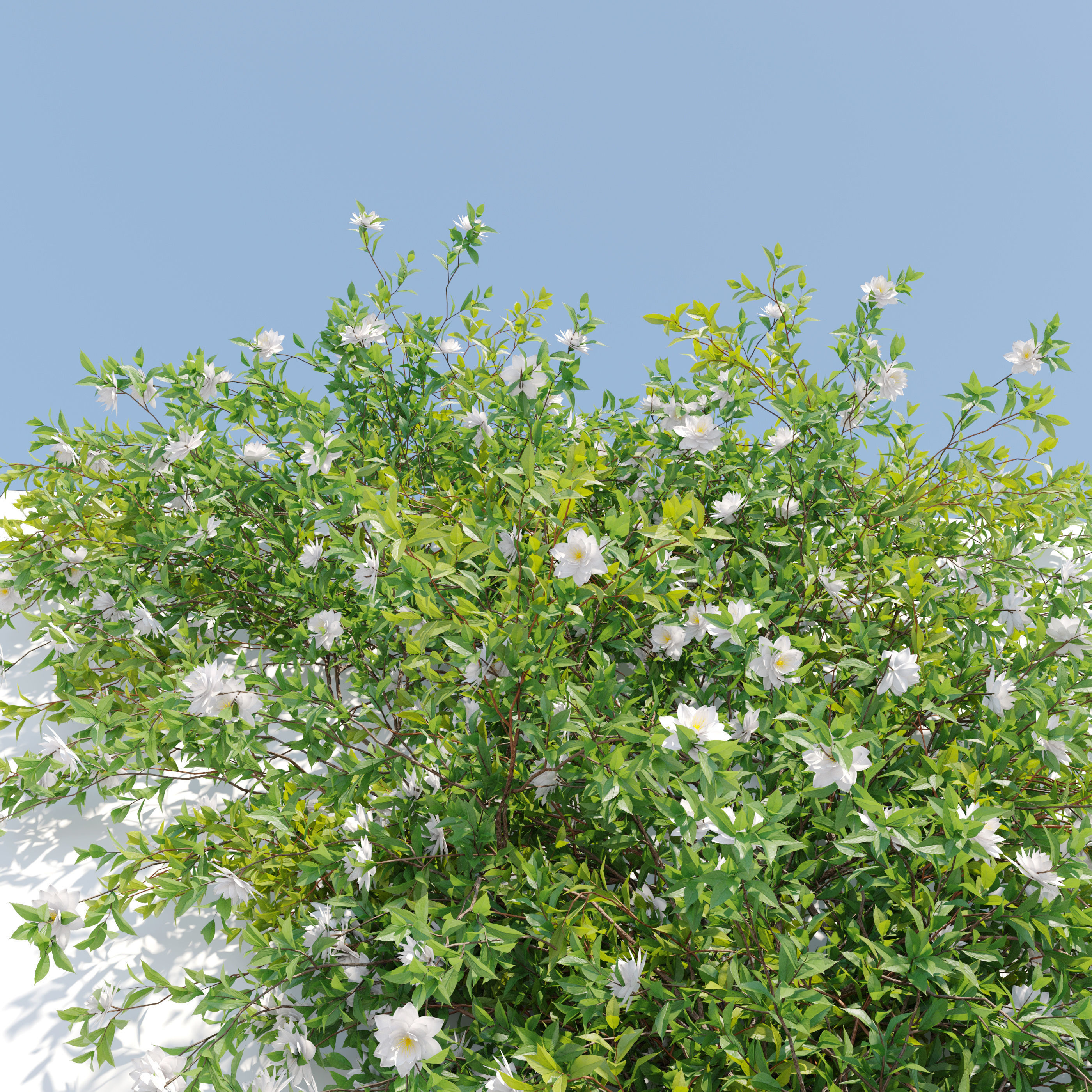 Vine plant 09 3D model_2