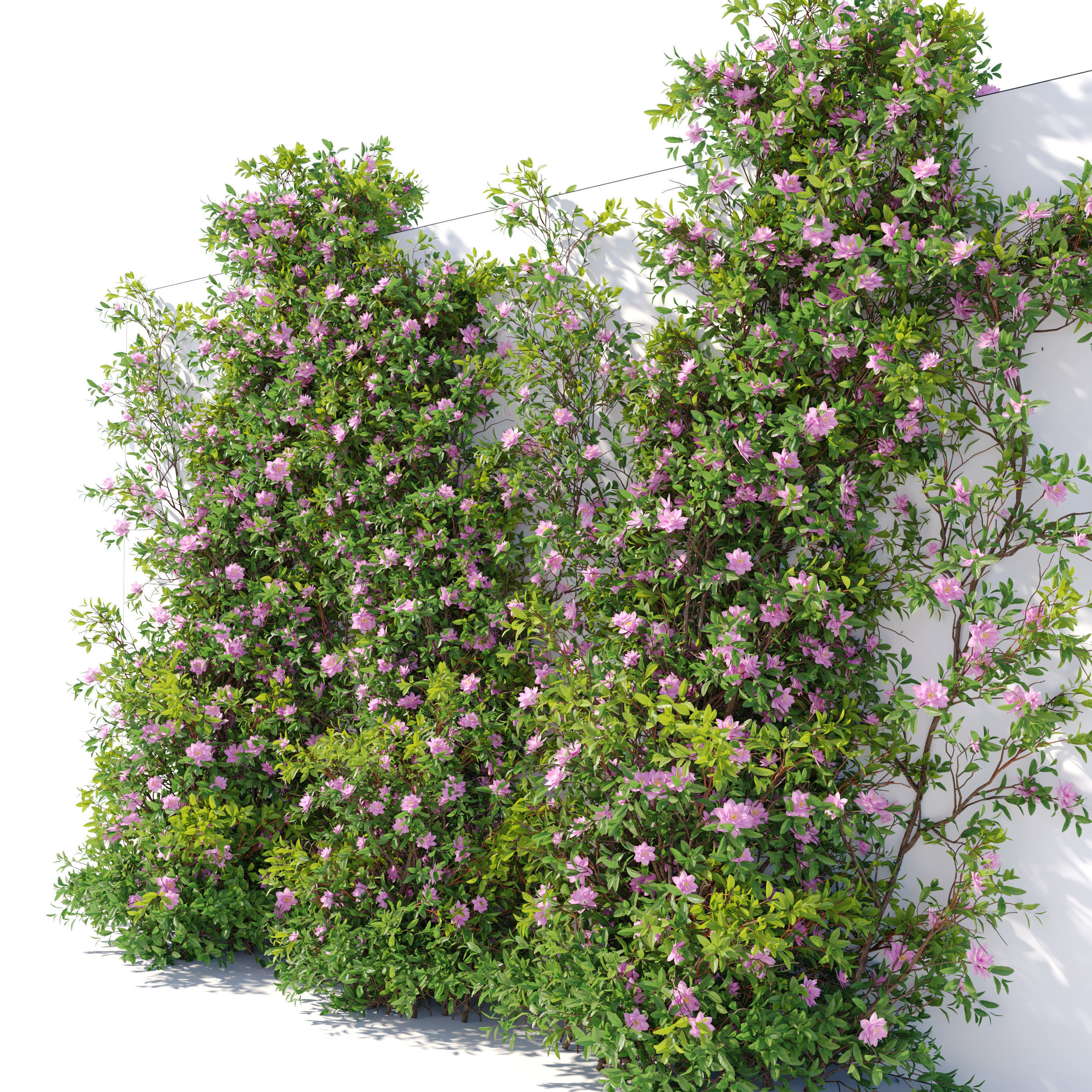 Vine Plant 08 3D model_1