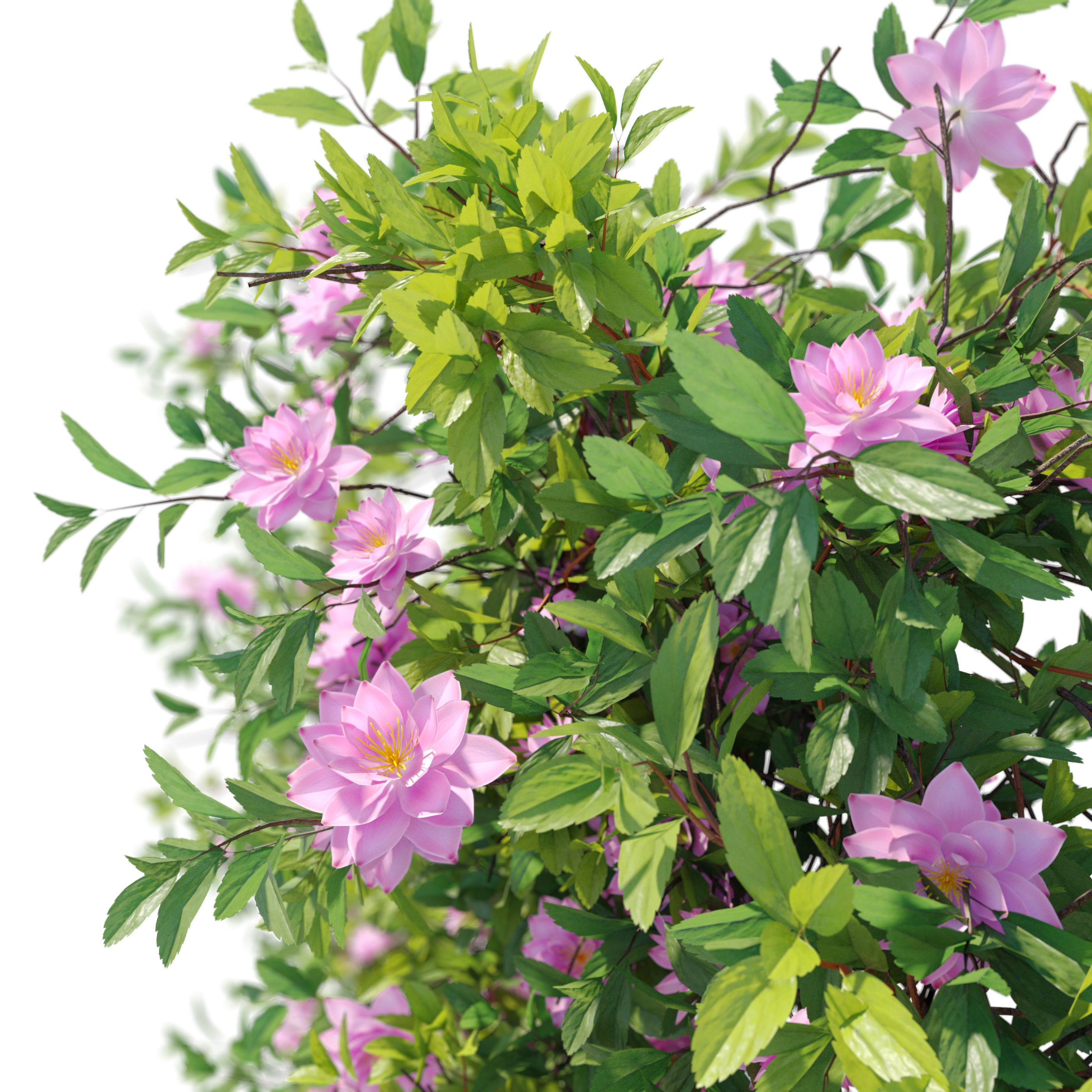 Vine Plant 08 3D model_2