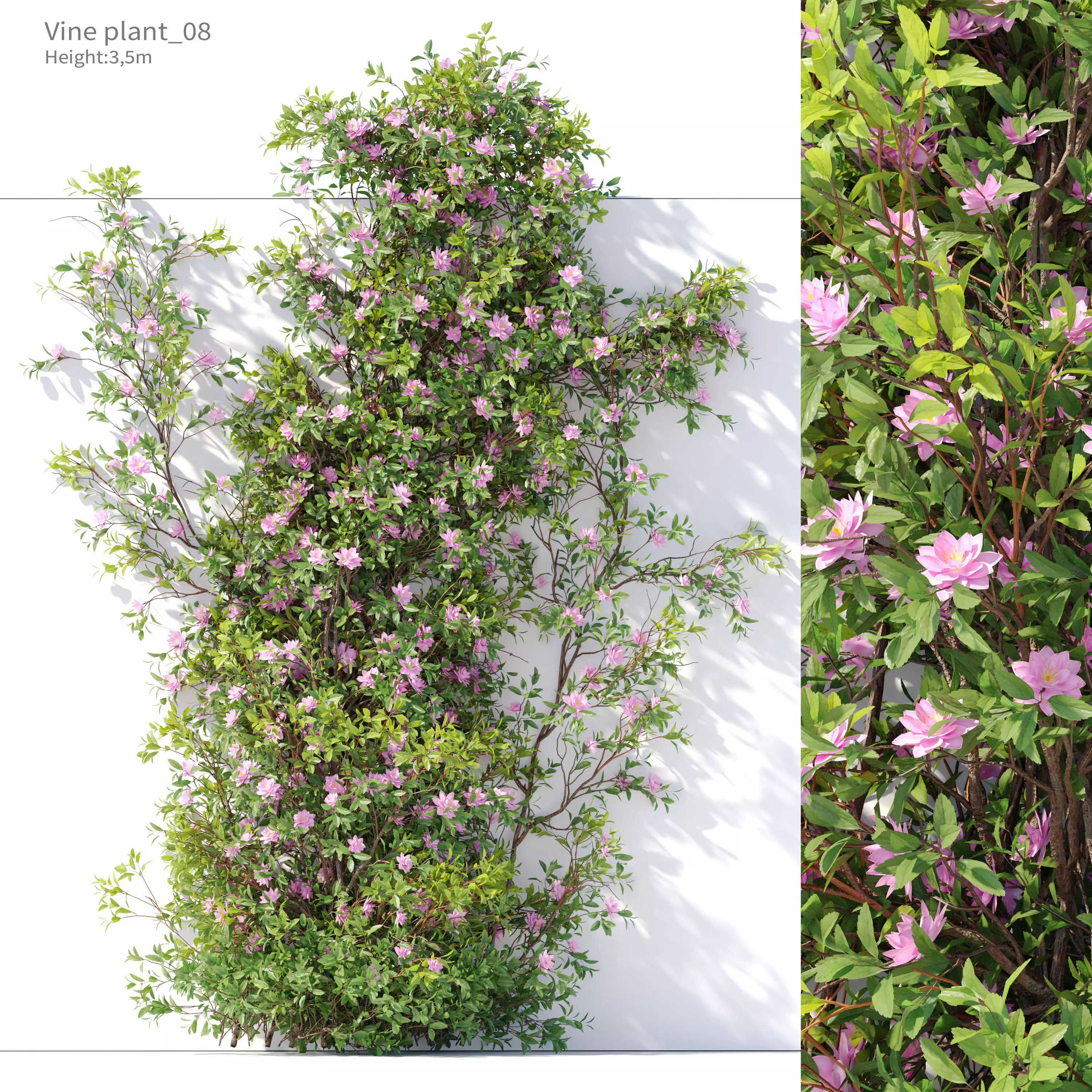 Vine Plant 08 3D model_0