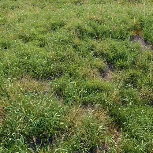 Meadow 09 3D model
