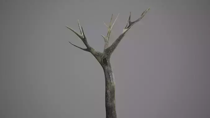 Tree model with no leaves