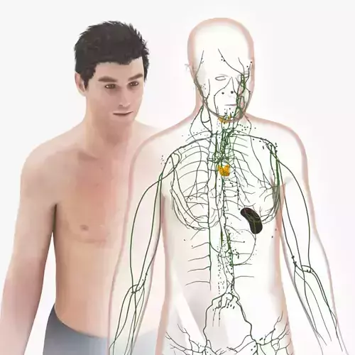Lymphatic System Low-poly 3D model