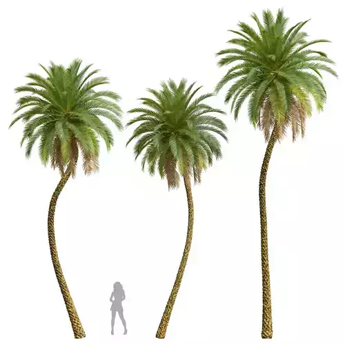 New Plant High detail Phoenix Sylvestris 3D model