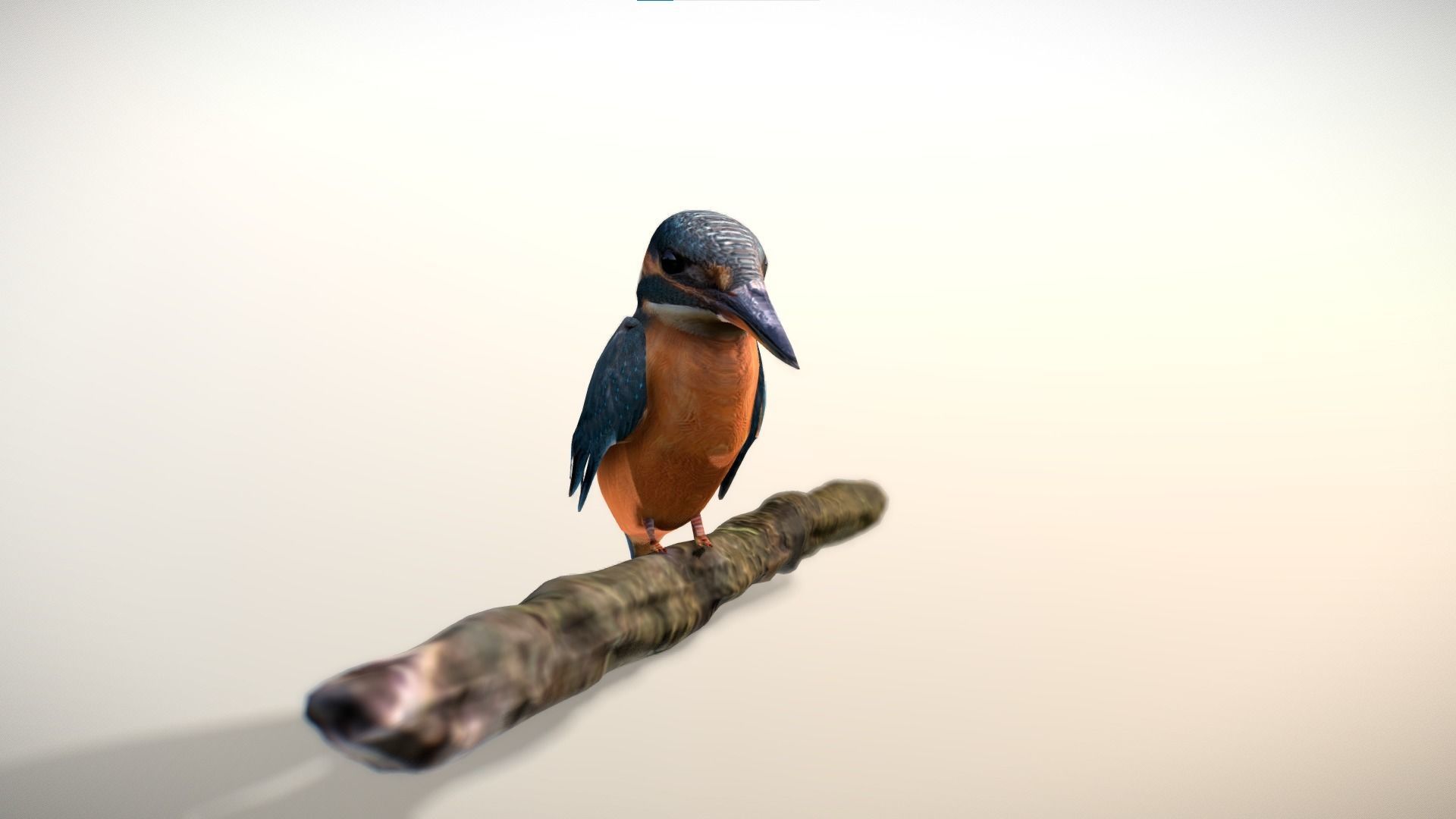 Kingfisher Bird Low-poly 3D model_4