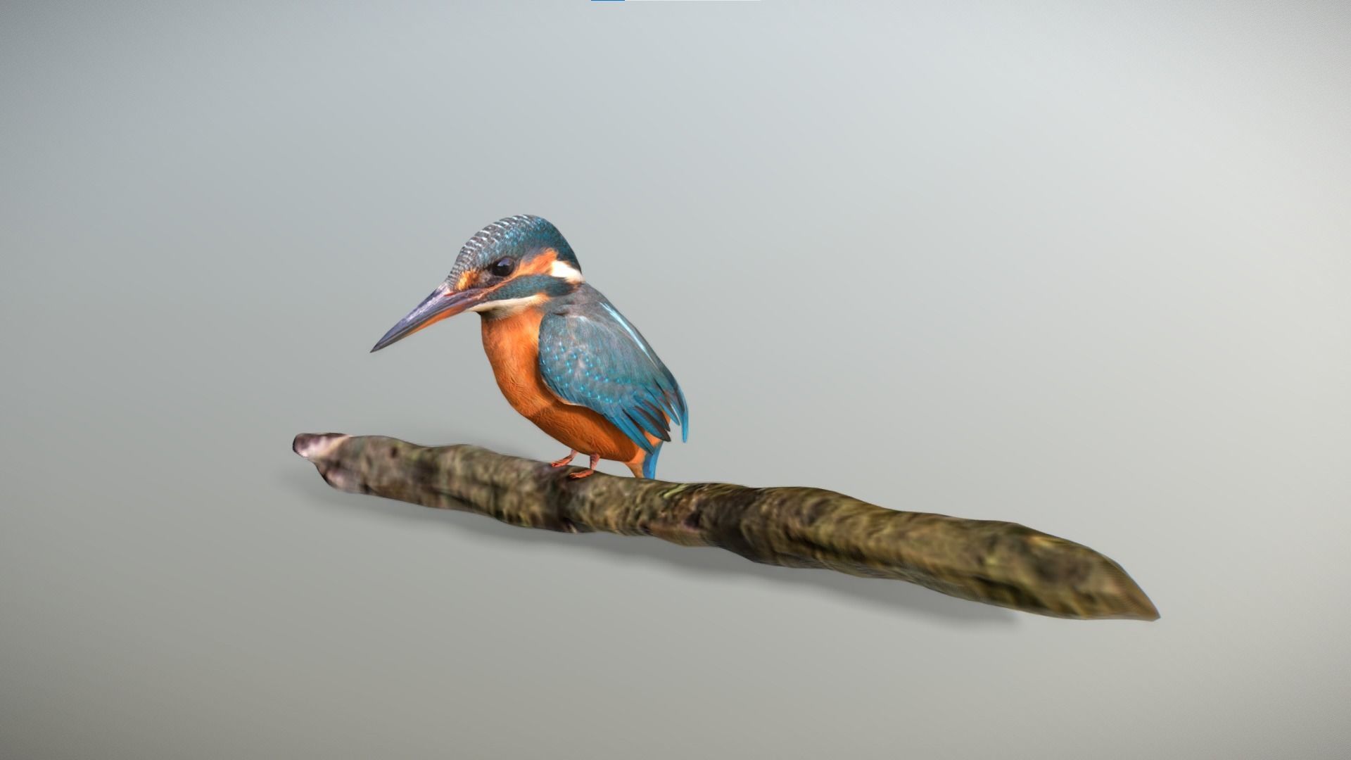 Kingfisher Bird Low-poly 3D model_6